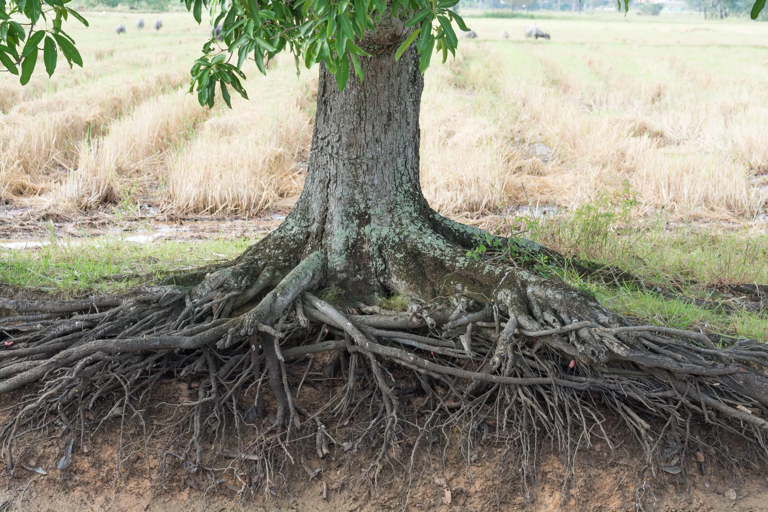 Roots &amp; Branches: Family Stories