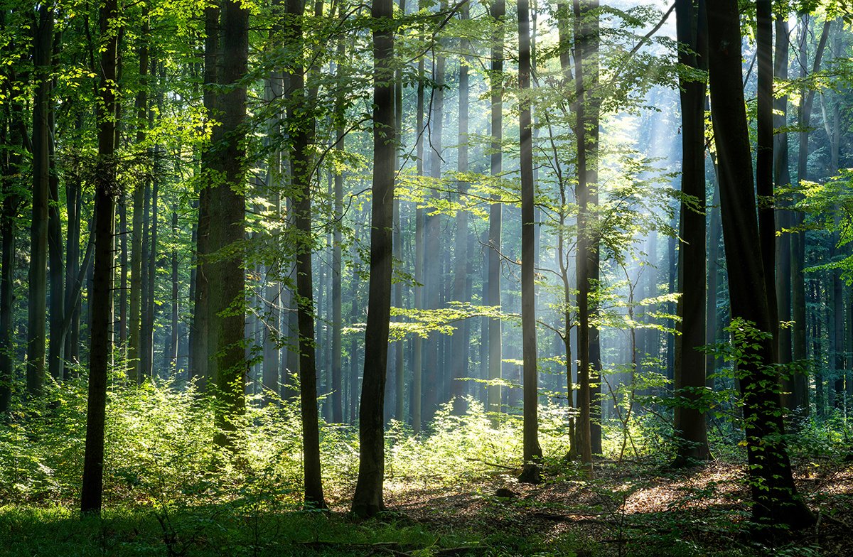 Sunlight filtering through a lush green forest with tall trees and dense foliage.