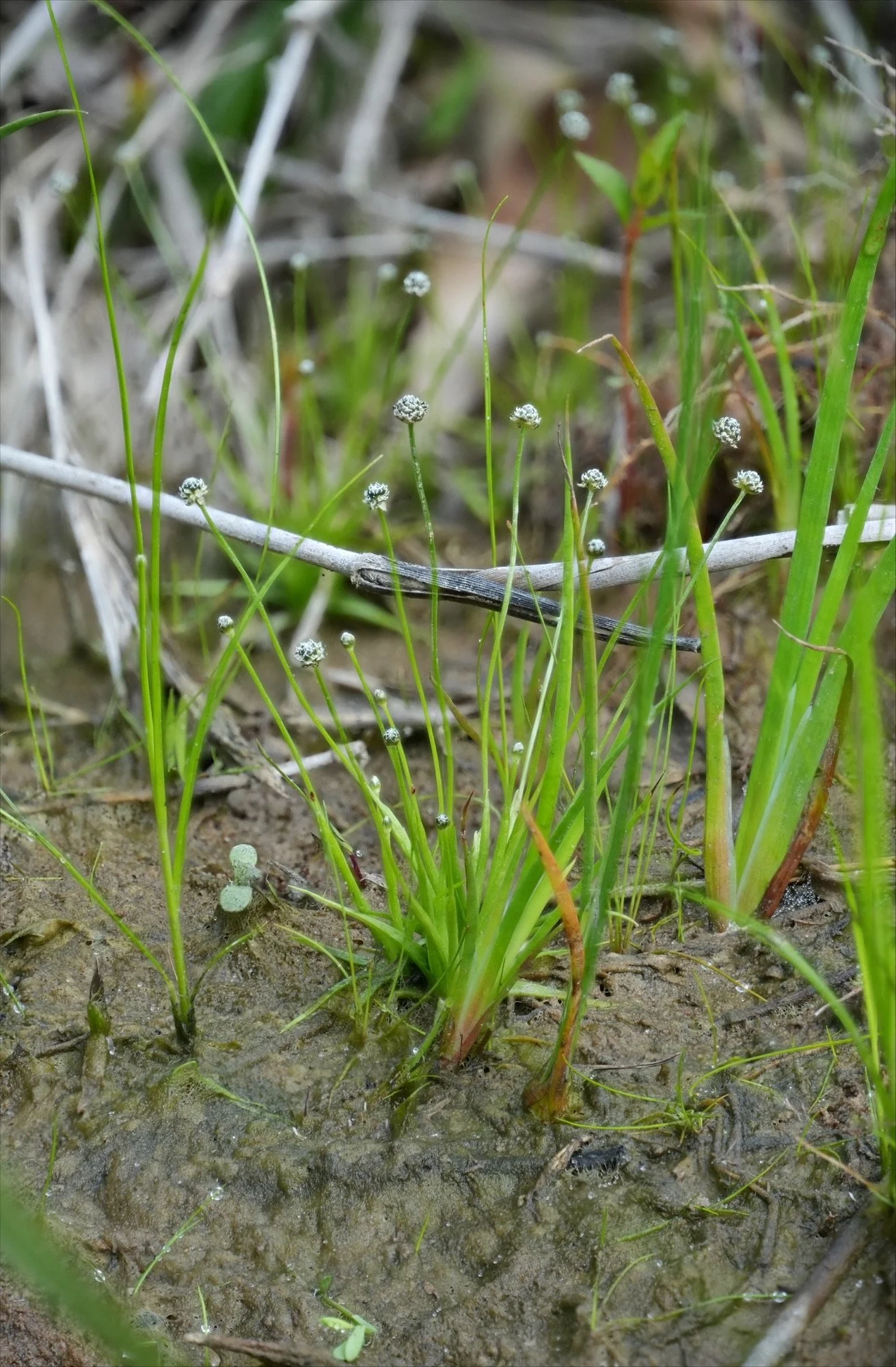 Botanical Research Institute of Texas: Texas Plant Conservation Team&nbsp;