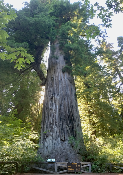 Strong Like  a Redwood