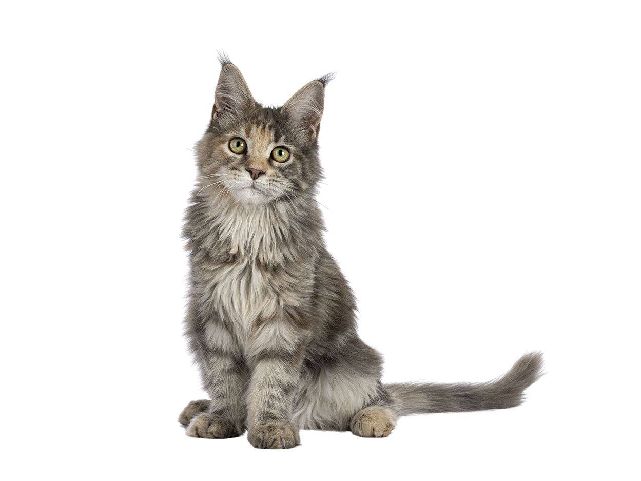 Gato filhote de pelagem longa cinza e branco, sentado, olhando para frente. Laudapet ressonancia magnética veterinária para cães, gato e animais selvagens