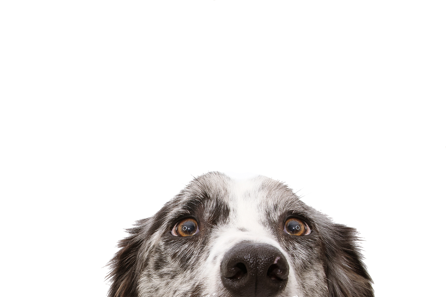 dog espiando para ver o exame de ressonancia magnética que ele precisa fazer na laudapet