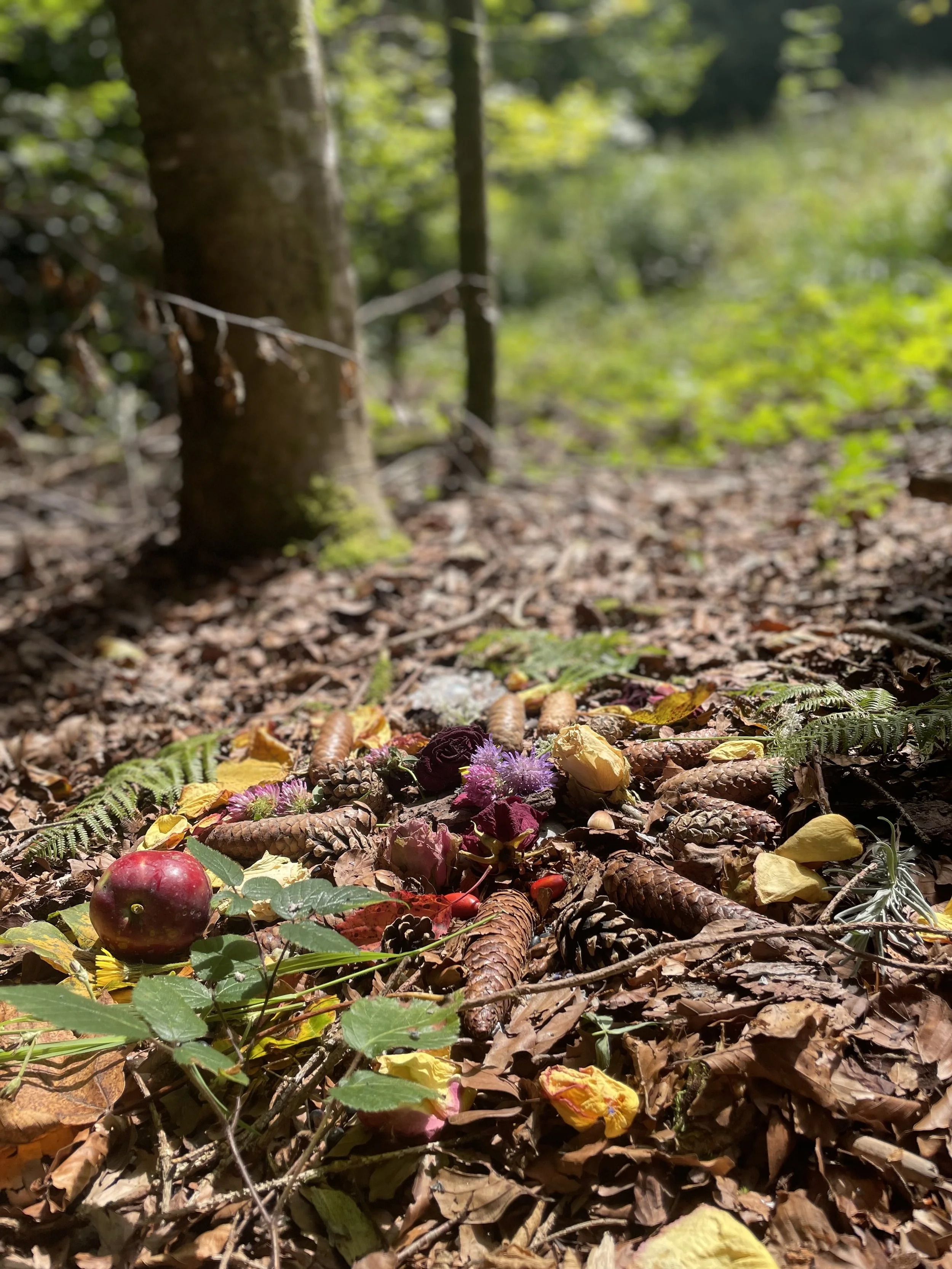 Blumen, Zweige, Blätter, Blüten, Tannenzapfen und einen roten Apfel auf Laub im Waldboden für eine Outdoor-Zeremonie