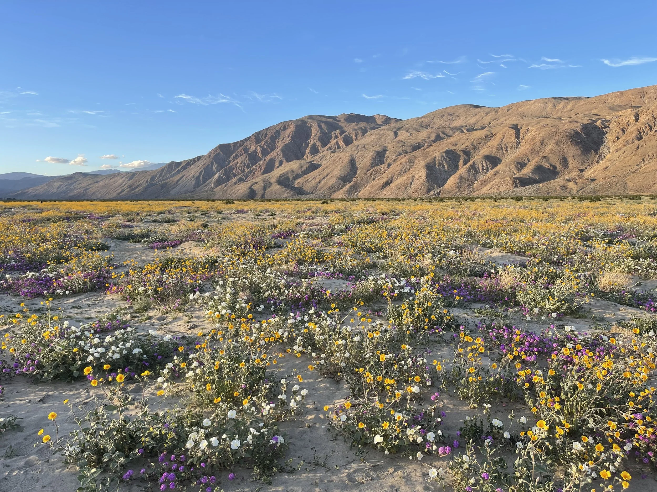 What a Psychedelic-Informed Psychiatrist Does (and Doesn't) Do