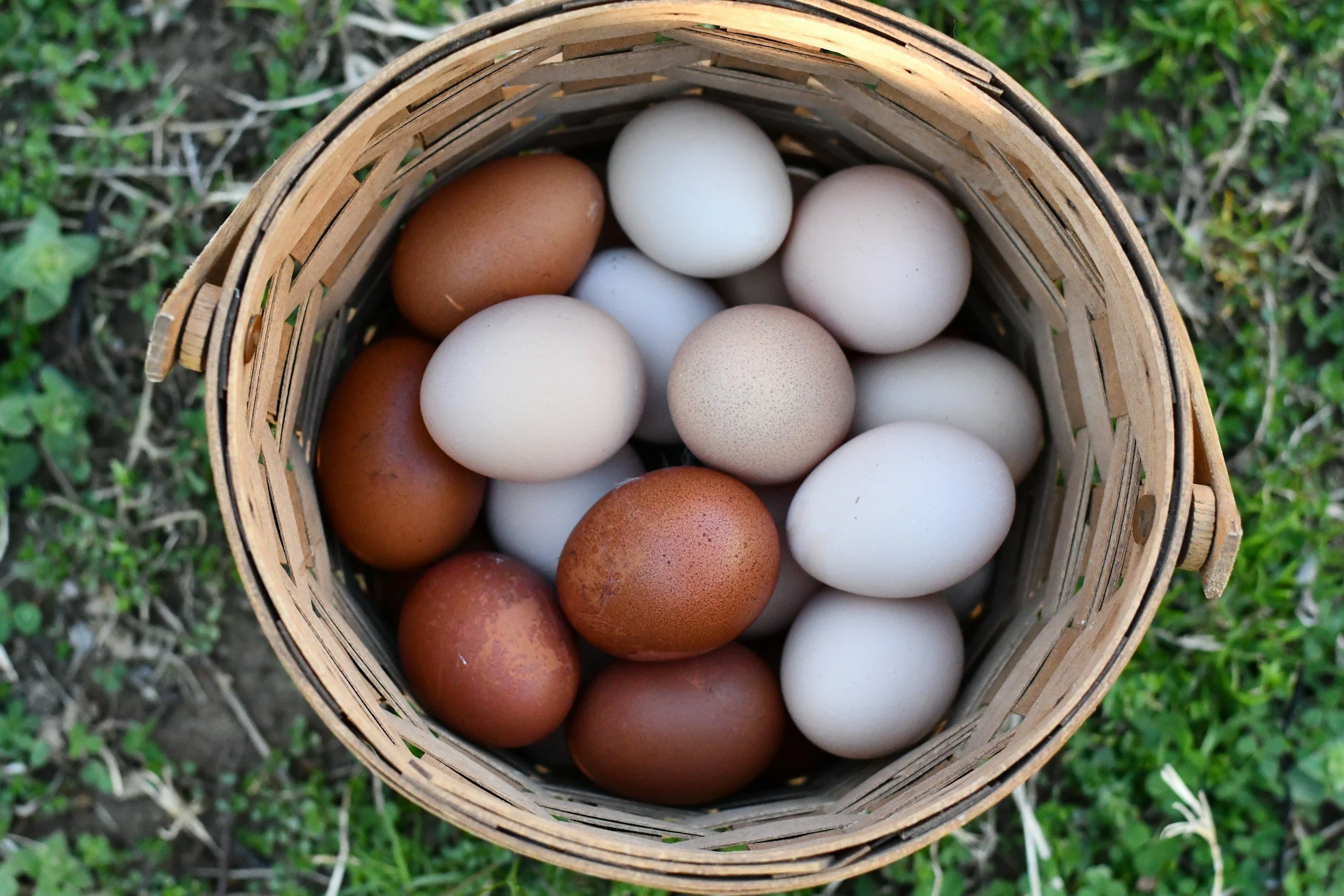 A top-down view of a woven basket filled with white, brown, and speckled eggs, placed on green grass.