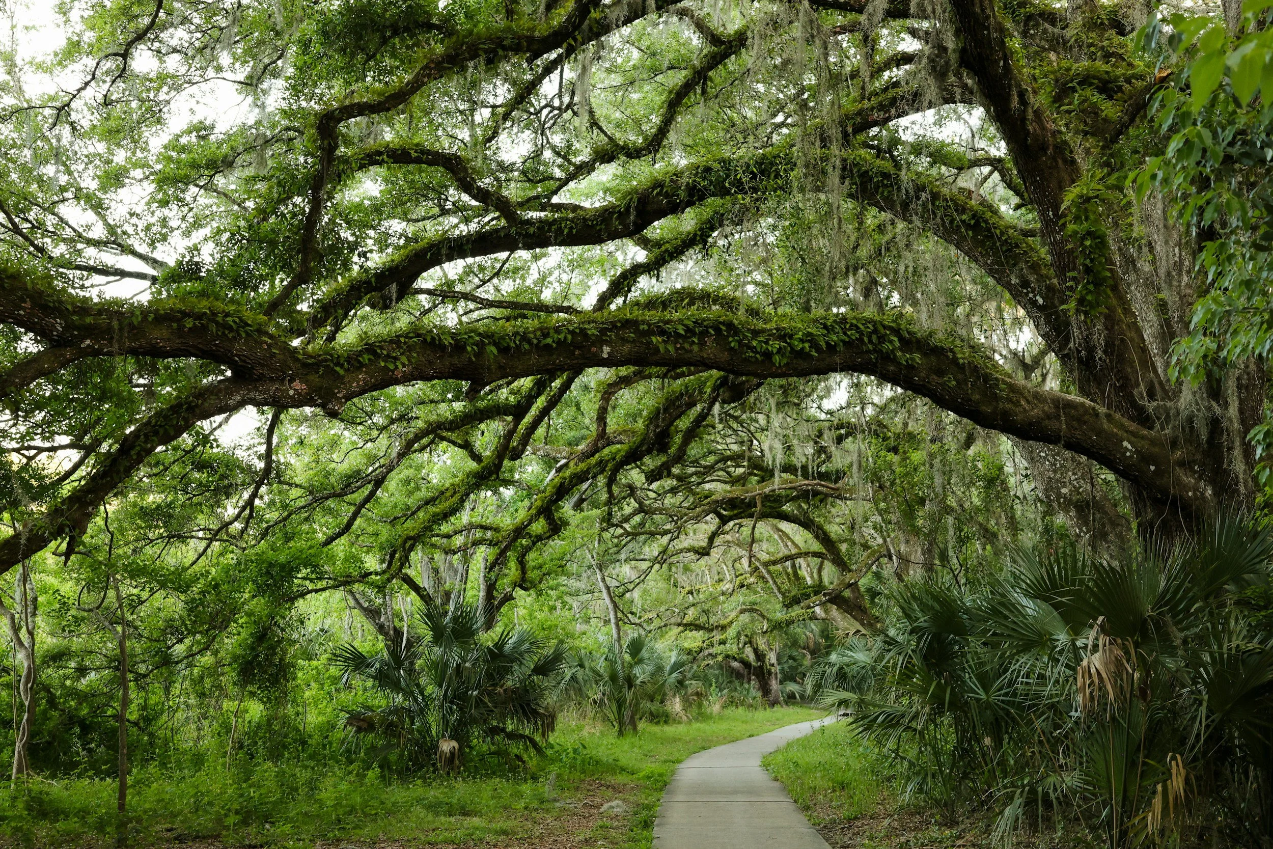 A winding pathway through a lush, green forest with large, moss-covered trees arching overhead.