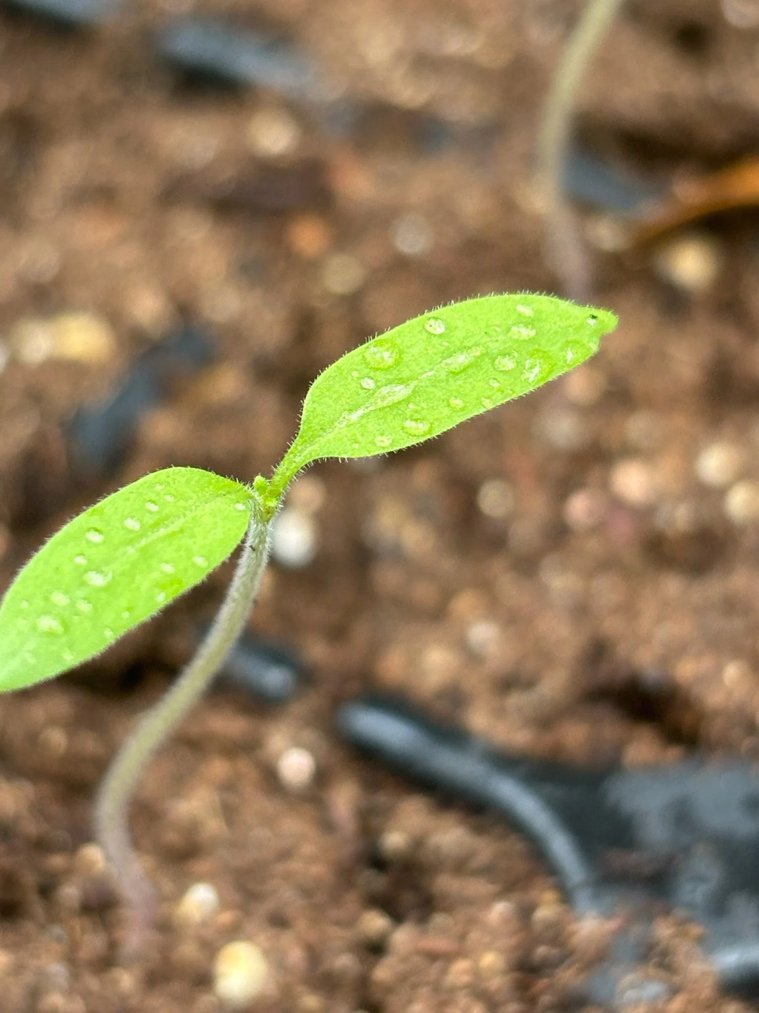 Young green seedling with dewdrops on its leaves growing in soil.