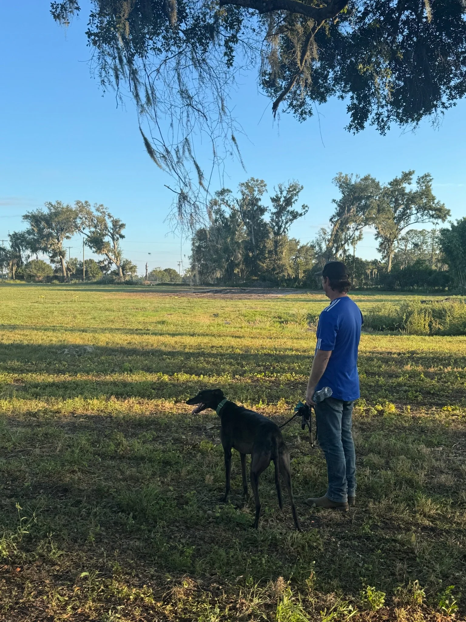 A man in a blue shirt and jeans stands in a grassy field holding a leash attached to a black Greyhound dog. The scene is outdoors with large trees and a clear blue sky in the background.