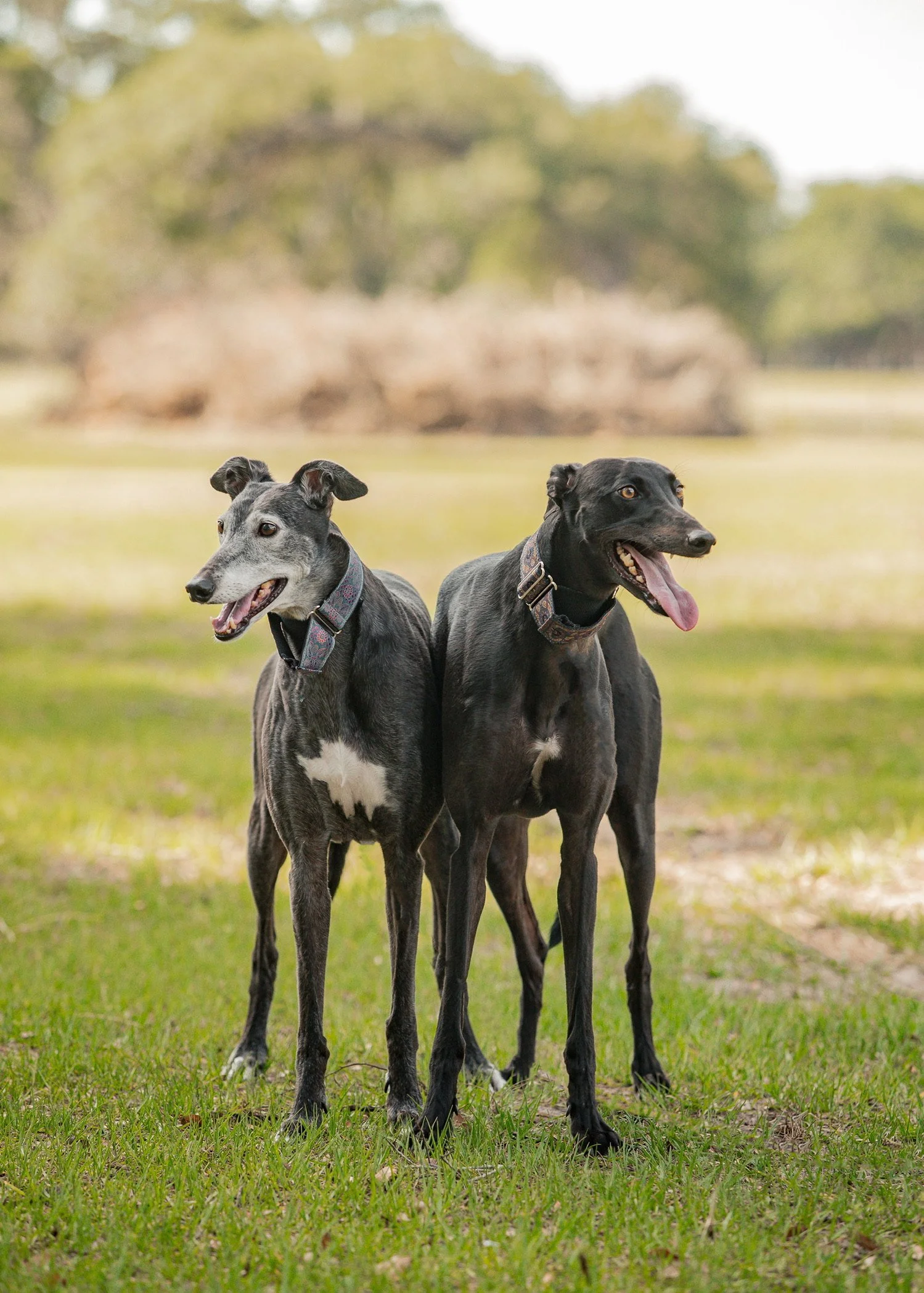 Two gray and black greyhounds standing on grass with trees in the background.