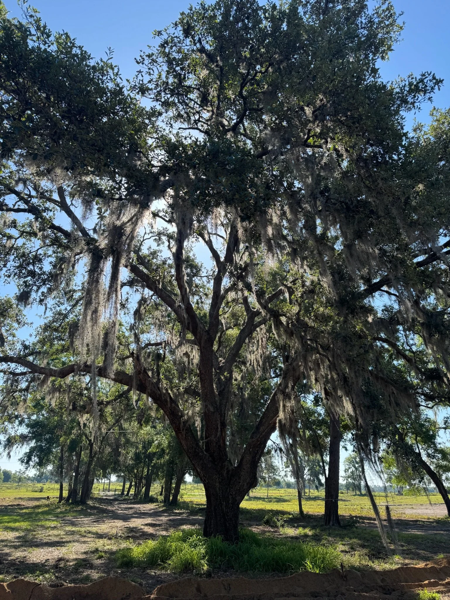 A large tree with Spanish moss hanging from its branches in a rural landscape under a partly cloudy blue sky.