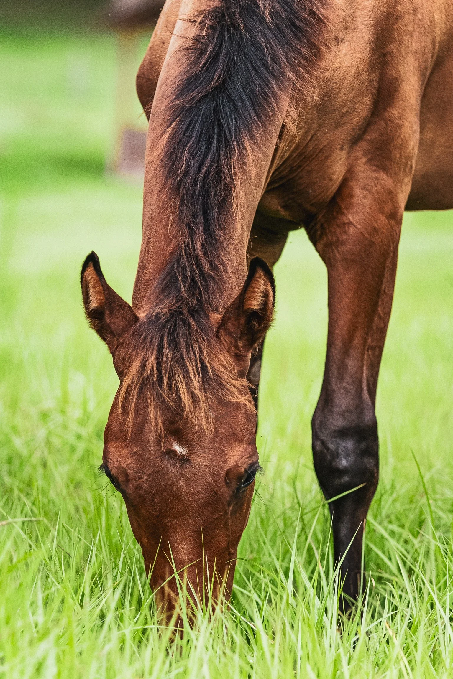 A brown horse grazing on green grass in a pasture.