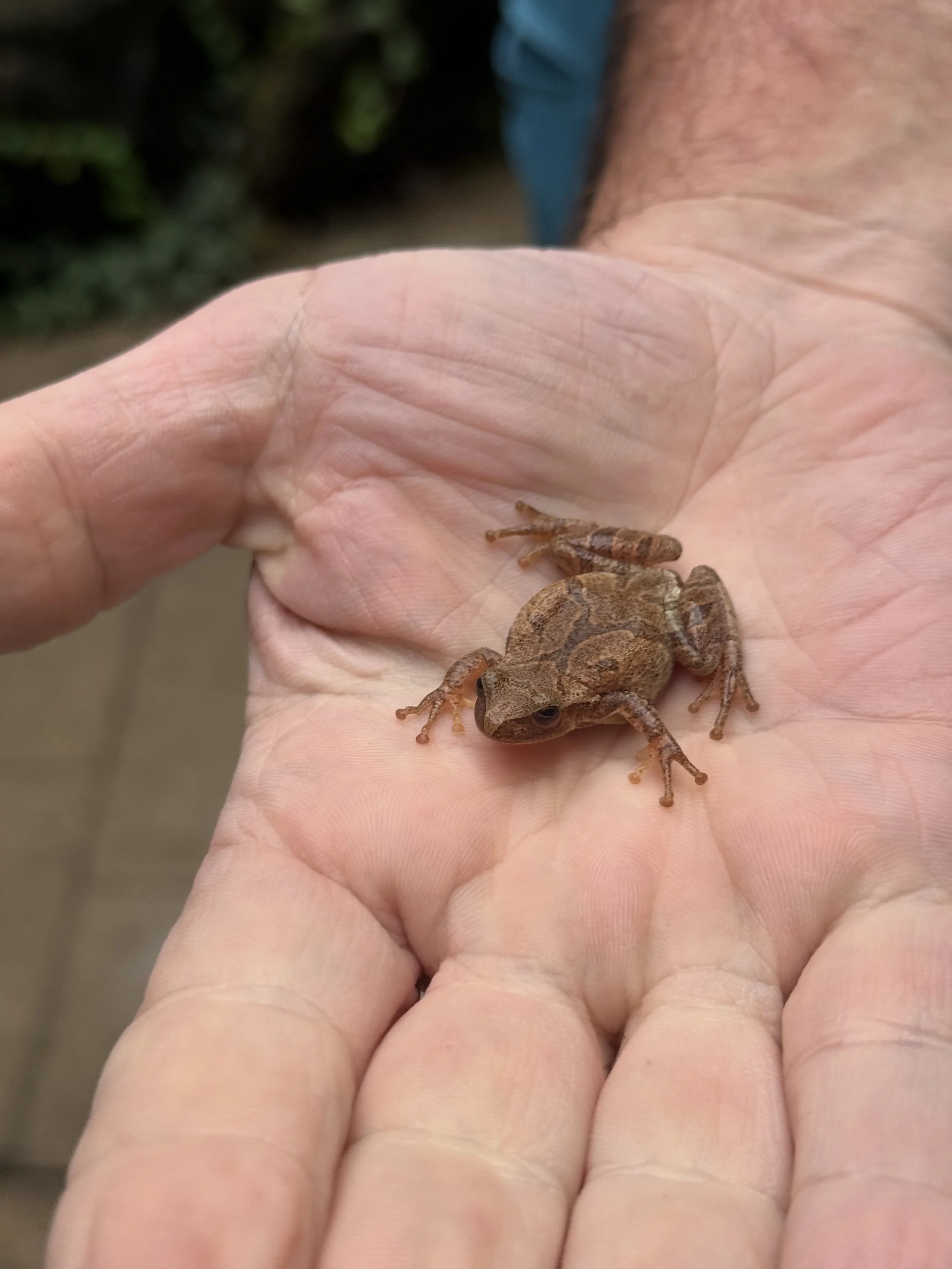Spring.Peeper.jpeg