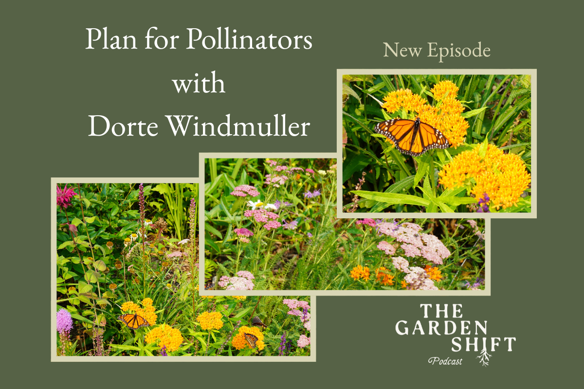 Plan for Pollinators with Dorte Windmuller