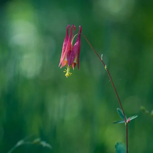 New episode with Andrea D'Silva of Swallowtail Native Plants. We talk wild and easy to grow...like Columbine, Strawberry, Basil and Bergamot. Get your seeds and add these gorgeous native plants to your garden. Latin for those who are interested: Aqui
