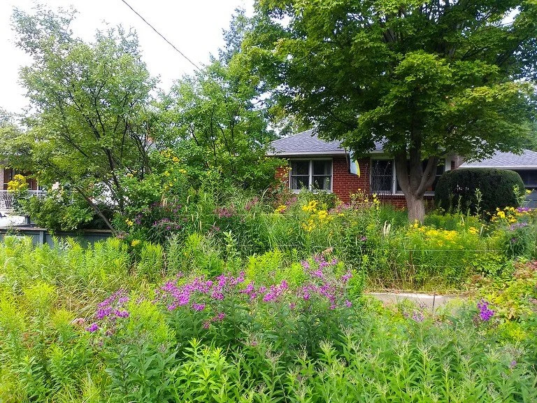 Who doesn&rsquo;t love naturalized garden photos? These are the gardens of Douglas Counter &amp; Karen Barnes&hellip; guardians of nature. Listen to them on episode 2 and tomorrow on episode 3 of The Garden Shift.