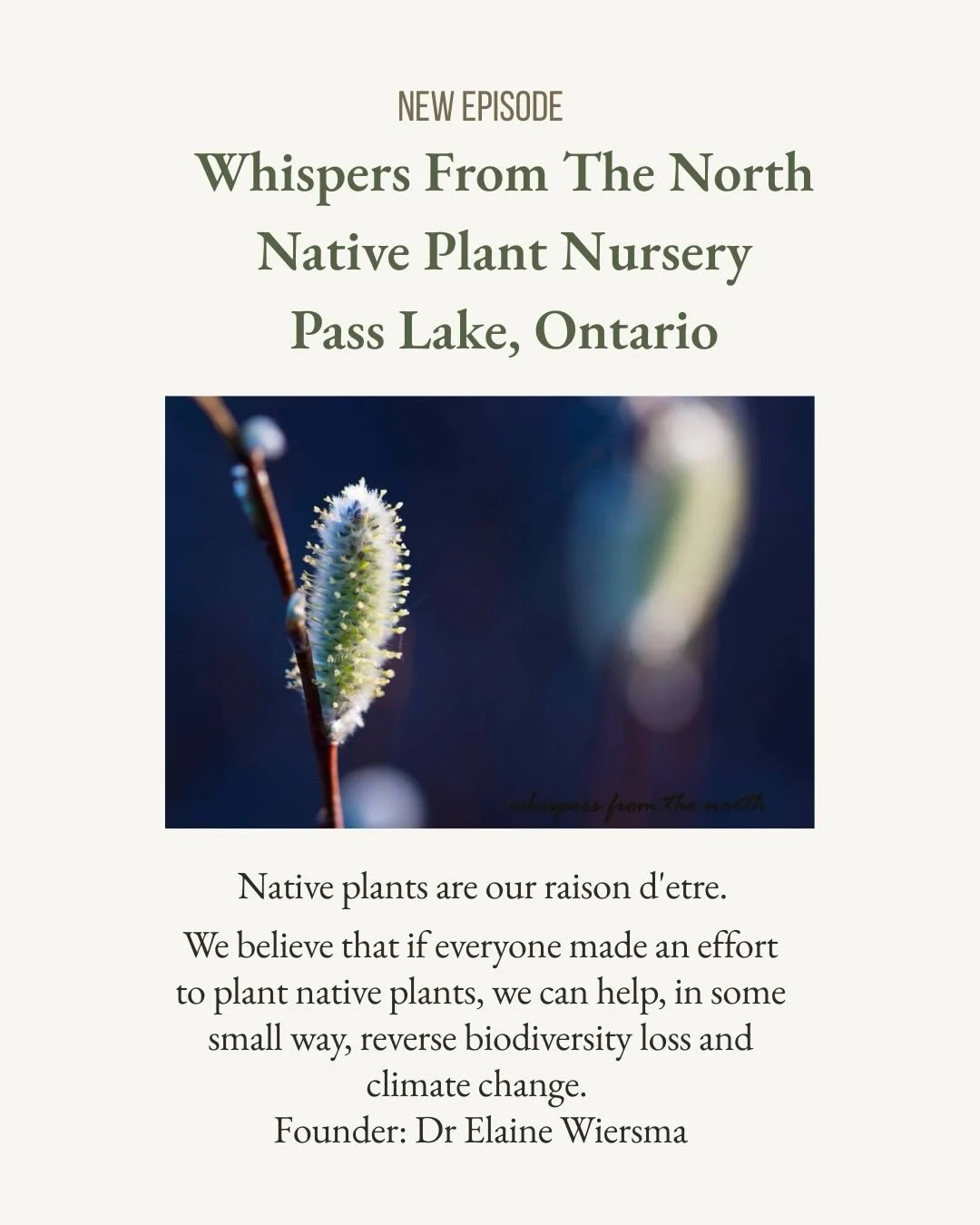 Good news-Native plant nurseries are popping up everywhere in the province. If you are near Thunder Bay go say hi to Dr Elaine and buy some plants.