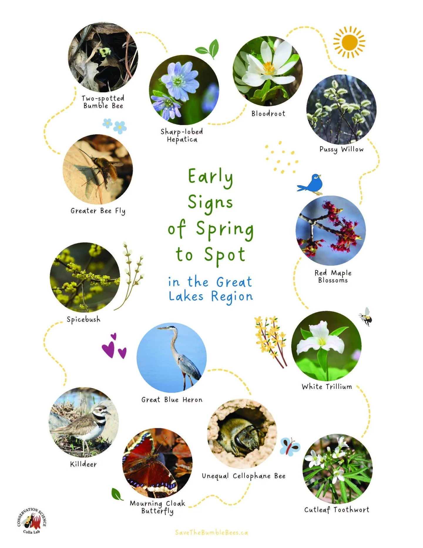 Thanks @colla_lab for this great graphic. We will be on the lookout!