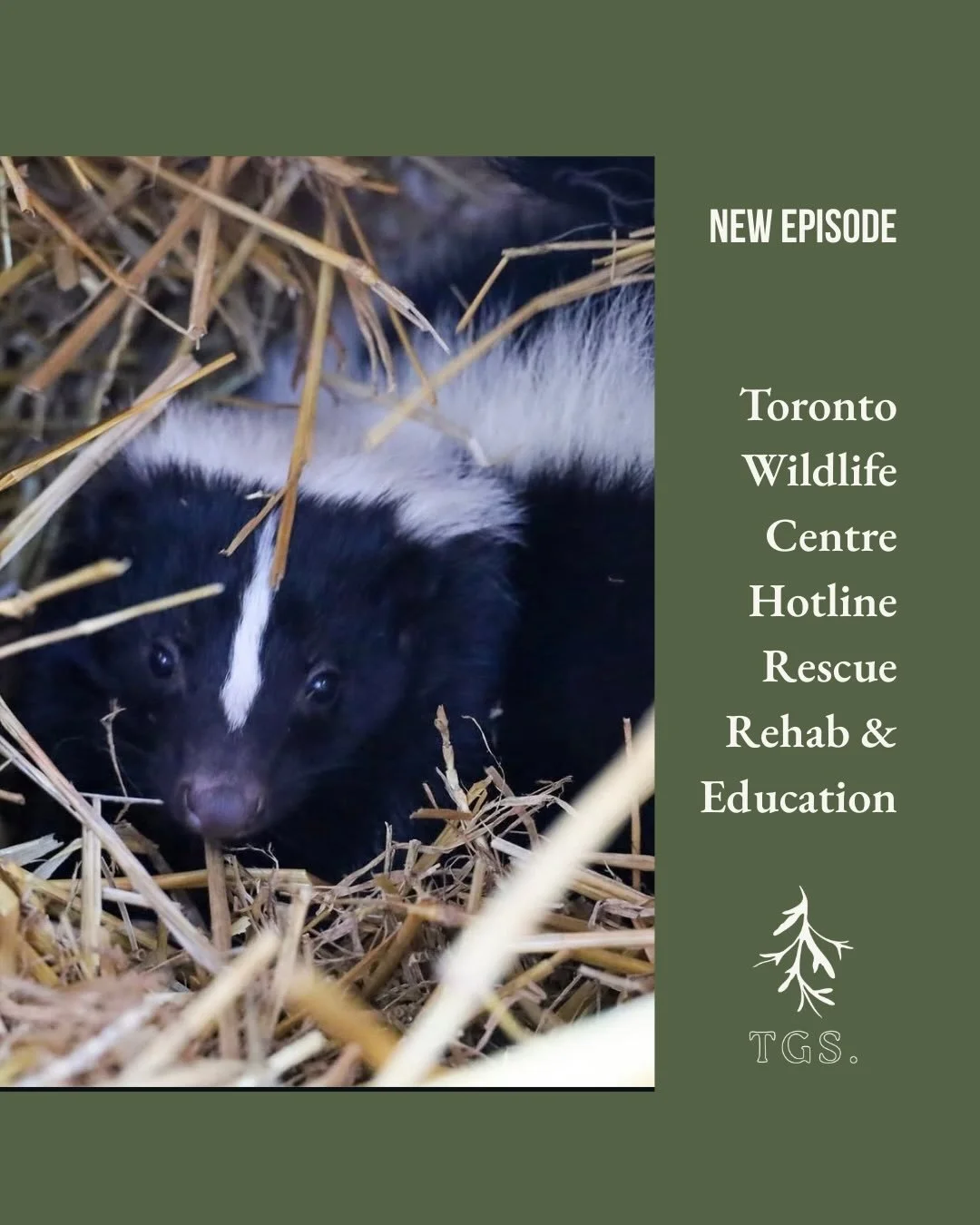 How to co-exist with the many creatures that may visit your garden. @torontowildlifecentre Education &amp; Outreach Manager Victoria Badham joins The Garden Shift. Photo credit TWC
