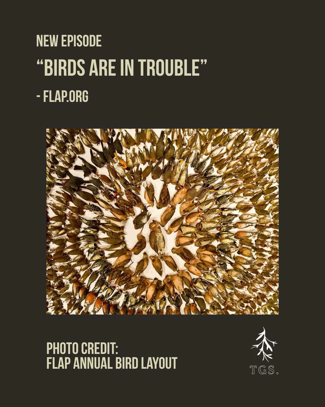 &ldquo;Sadly, birds&nbsp;are vanishing at an alarming rate. Scientists&nbsp;have&nbsp;found&nbsp;that,&nbsp;in North America,&nbsp;approximately&nbsp;3 billion fewer birds&nbsp;grace&nbsp;our skies and forests today than 50 years ago.&nbsp;That&rsquo