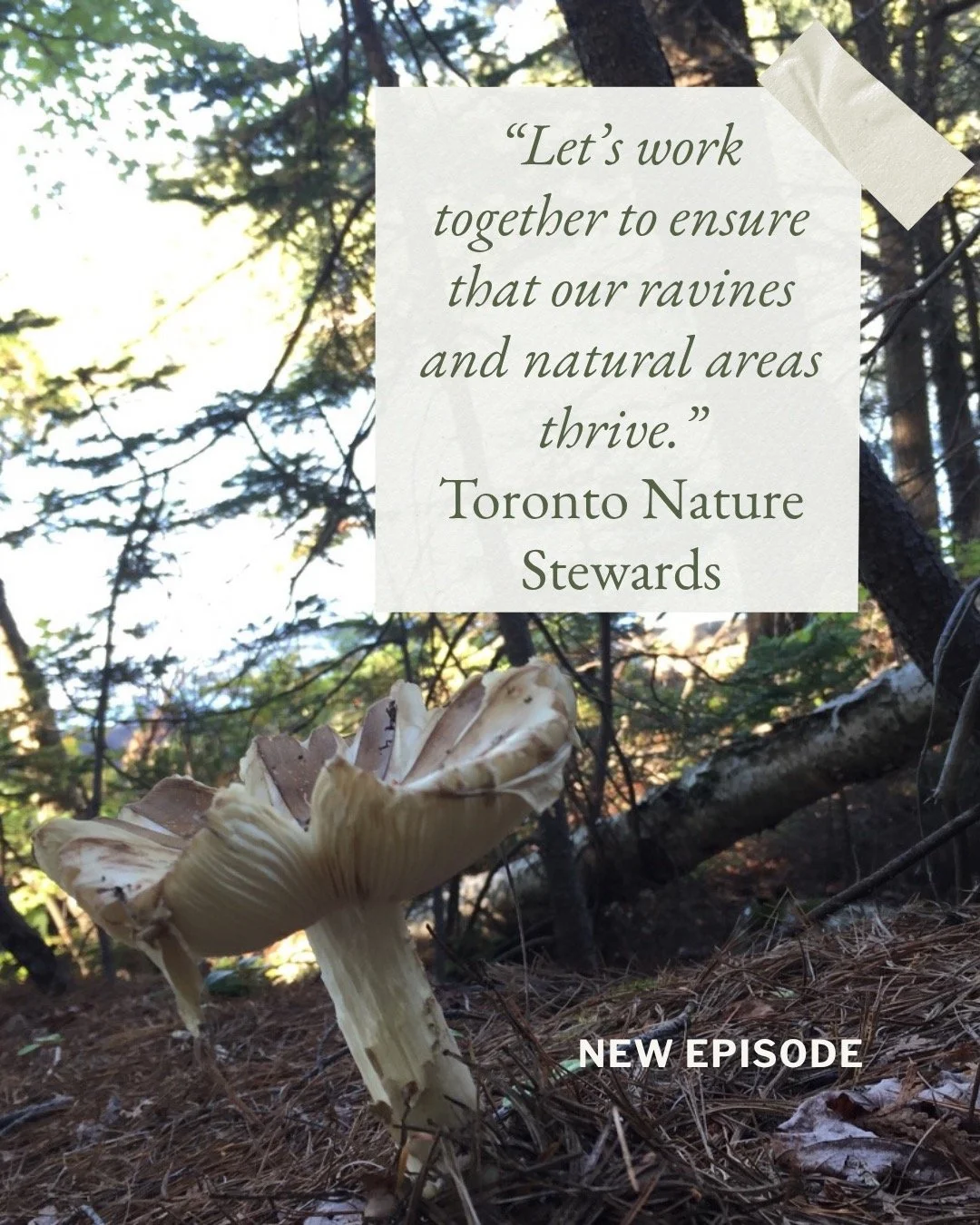As a Lead Steward Pat Concessi engages and educates people in the care of our ravines and natural areas. Community involvement in stewardship benefits not only the land and resident wild species, but the people who participate in it. Listen and follo