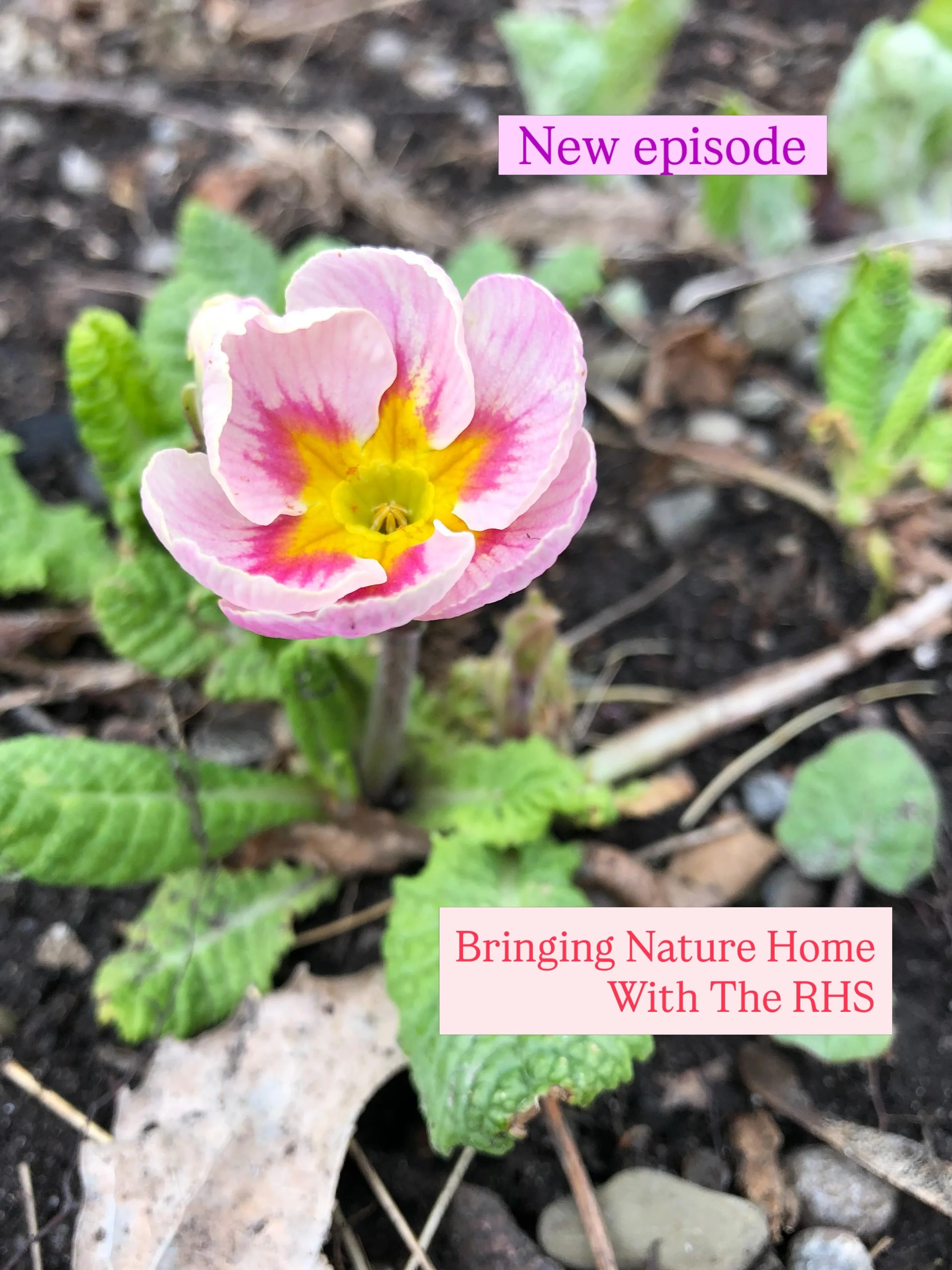 UK&rsquo;s gardening charity founded over 200 years ago knows gardeners can make a difference. Leigh Hunt @rhswisley highlights how plants are the foundation for all biodiversity.
