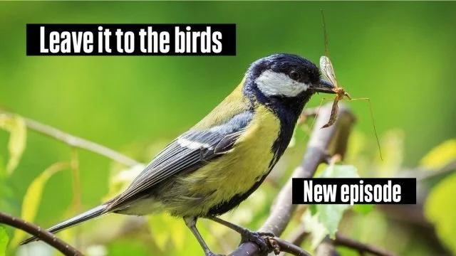 The Dose Makes The Poison with Toronto Master Gardener Dianne Azzarello . Skip the mosquito fog and help our birds and pollinators. photo beyondpesticides.org
