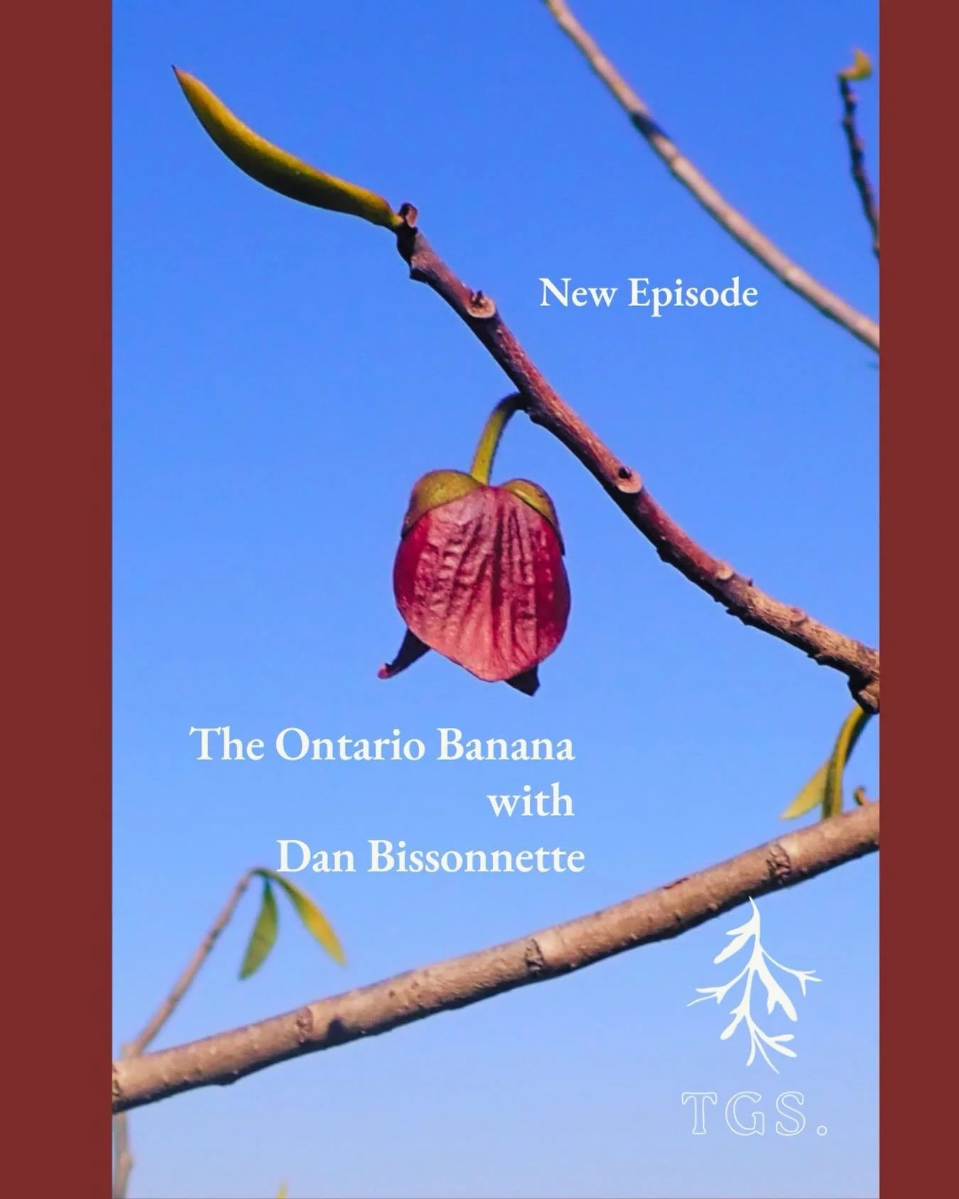 The PawPaw , Asimina triloba is an under utilized Carolinian tree. Perfect for the home garden. Dan Bissonnette tells us all about it! Listen &amp; follow on Apple &amp; Spotify