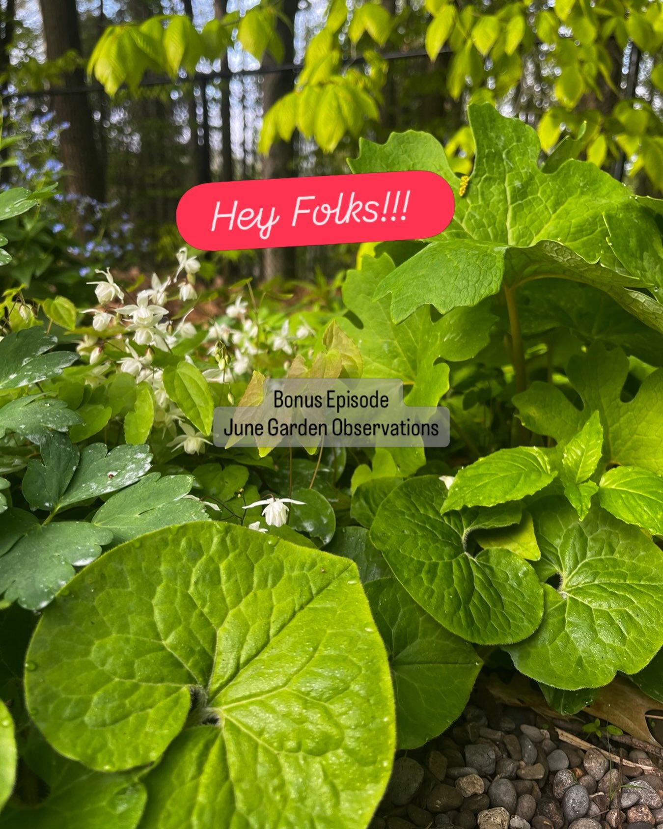 Gotcha a little bonus&hellip; What&rsquo;s growing on?? Listen &amp; follow 💚