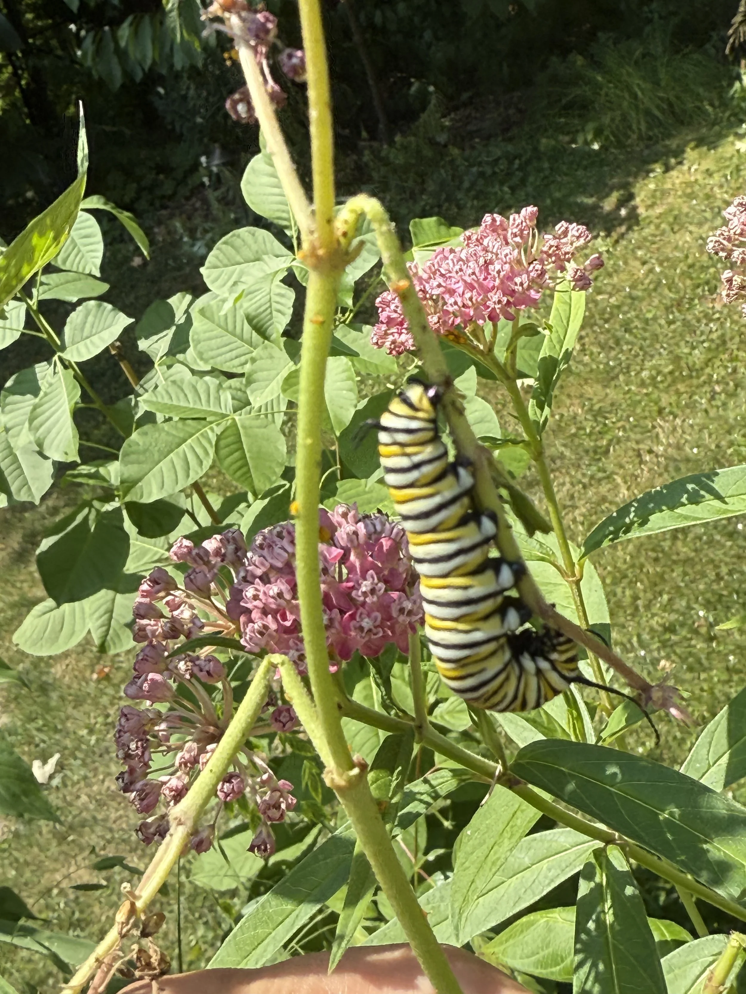 Milkweed.jpeg