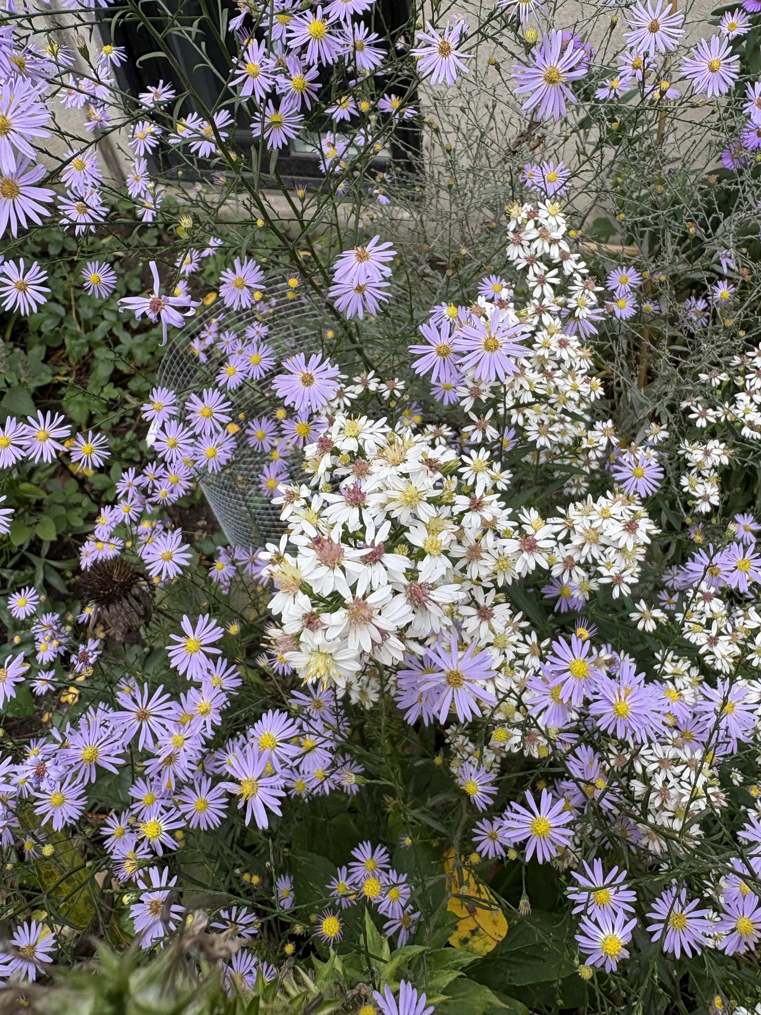 Asters.JPG