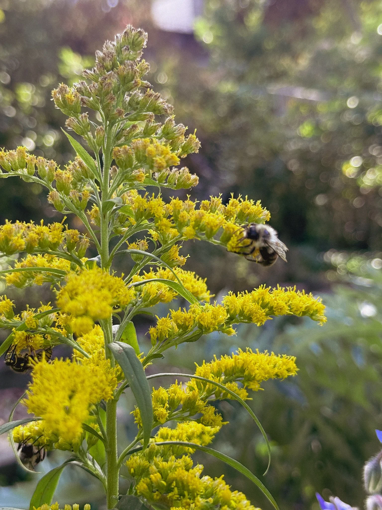 Bee.Solidago.jpg