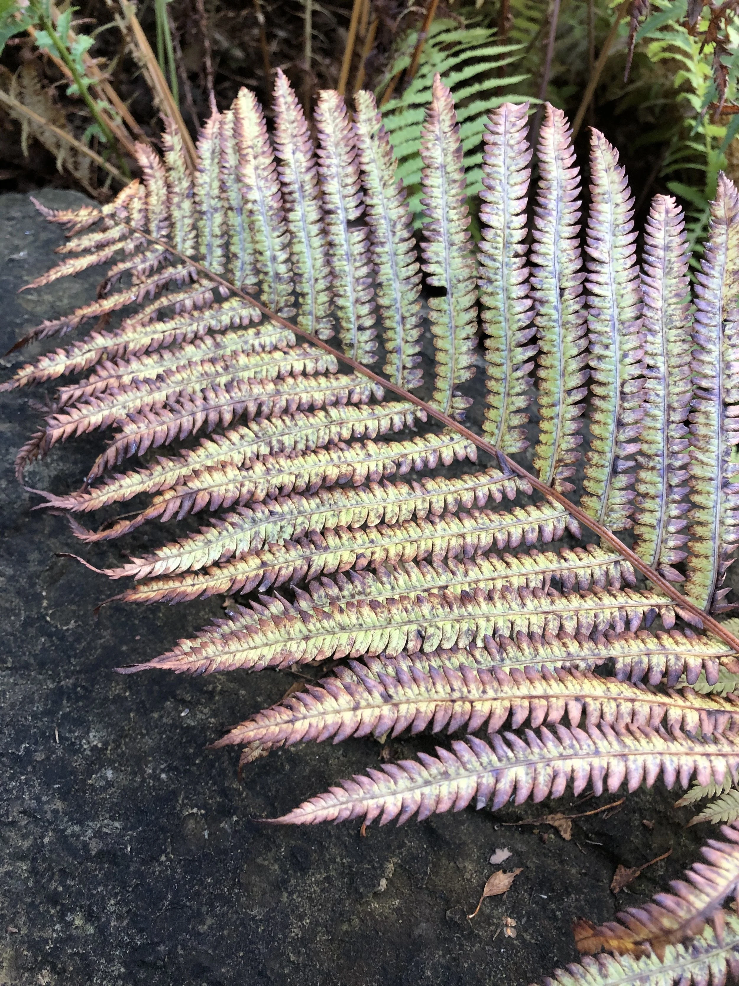 FERN.Frond.jpeg