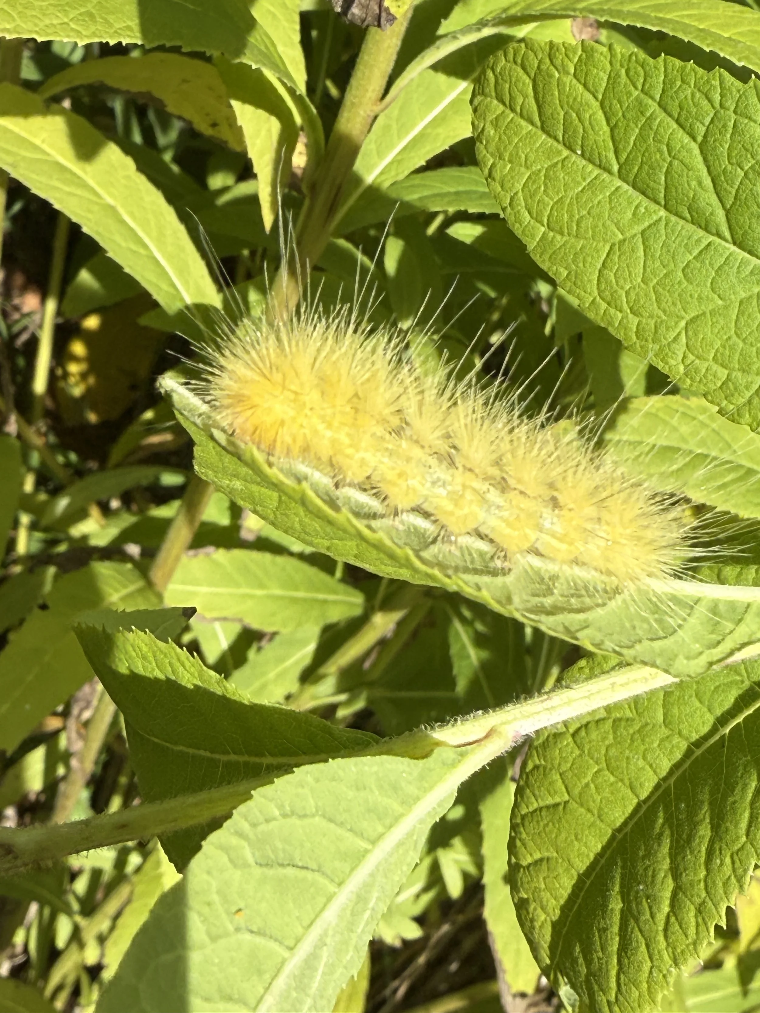 Yellow.Wooly.Caterpillar (1).jpeg