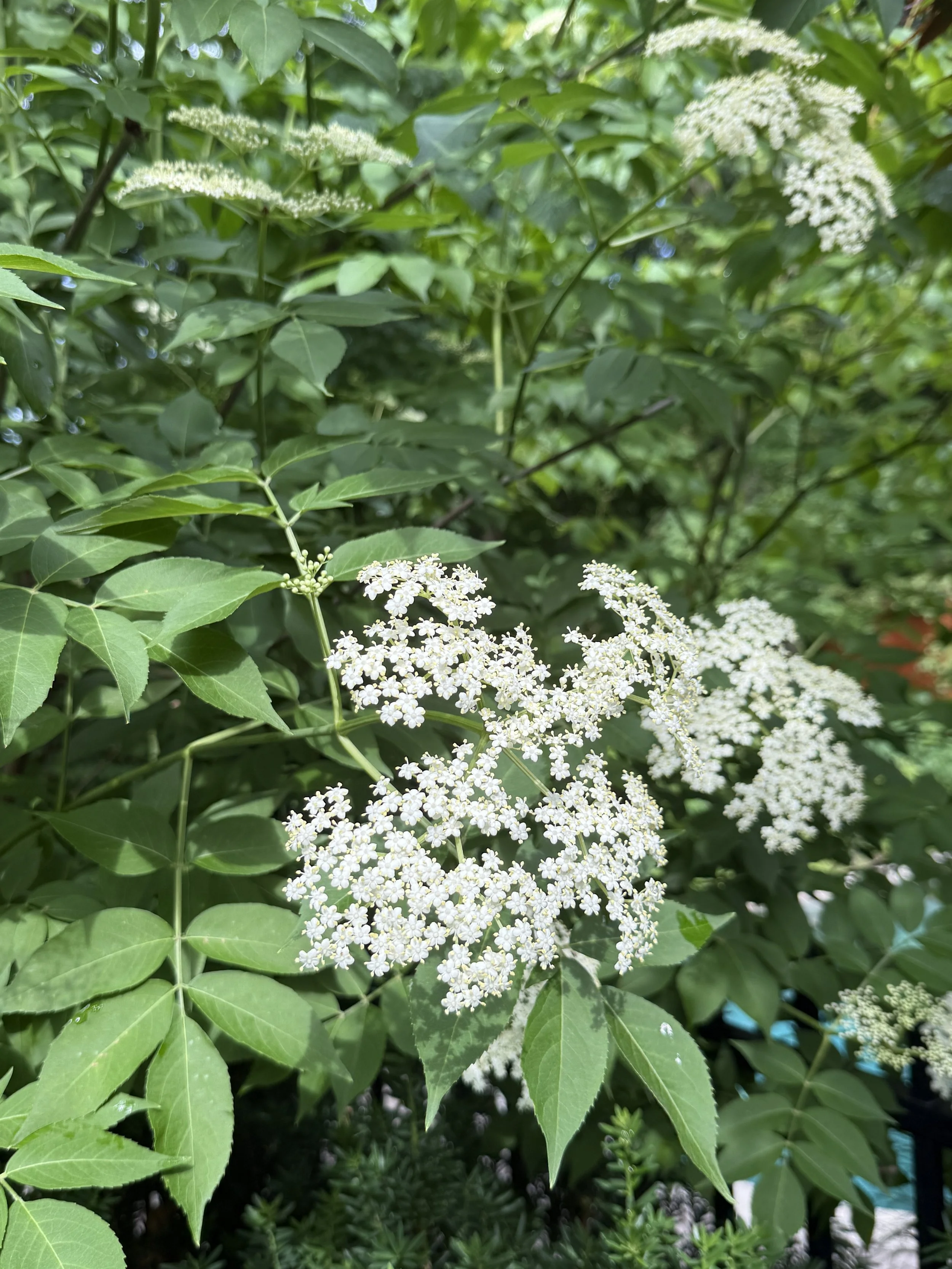 Elderberry.jpeg