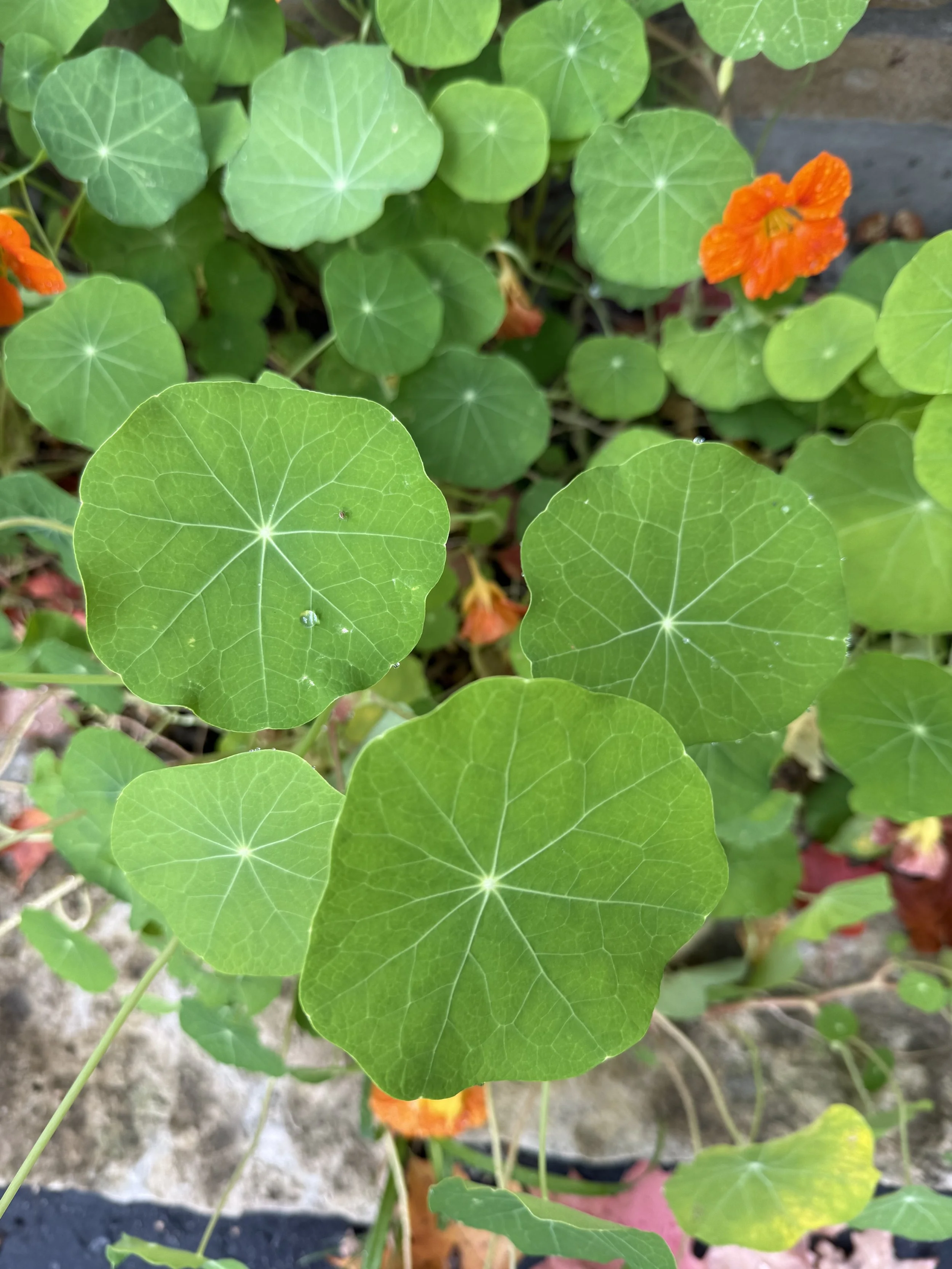 nasturtiums.jpeg