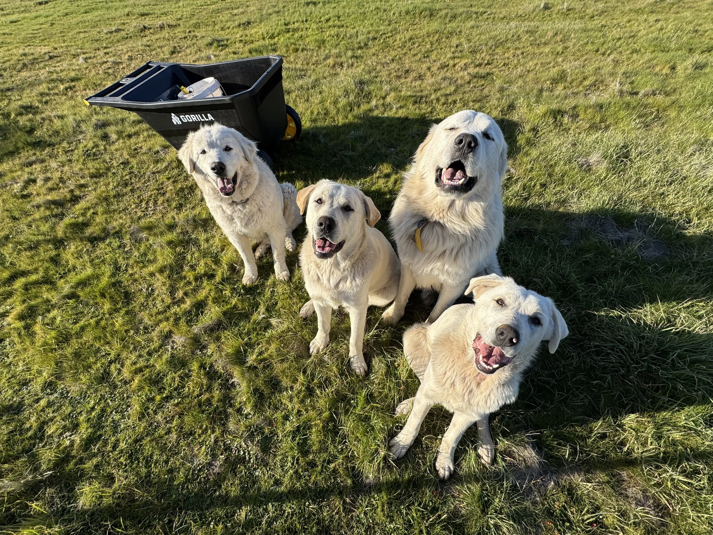 Five happy dogs sitting on a grassy field with a black trash cart in the background.