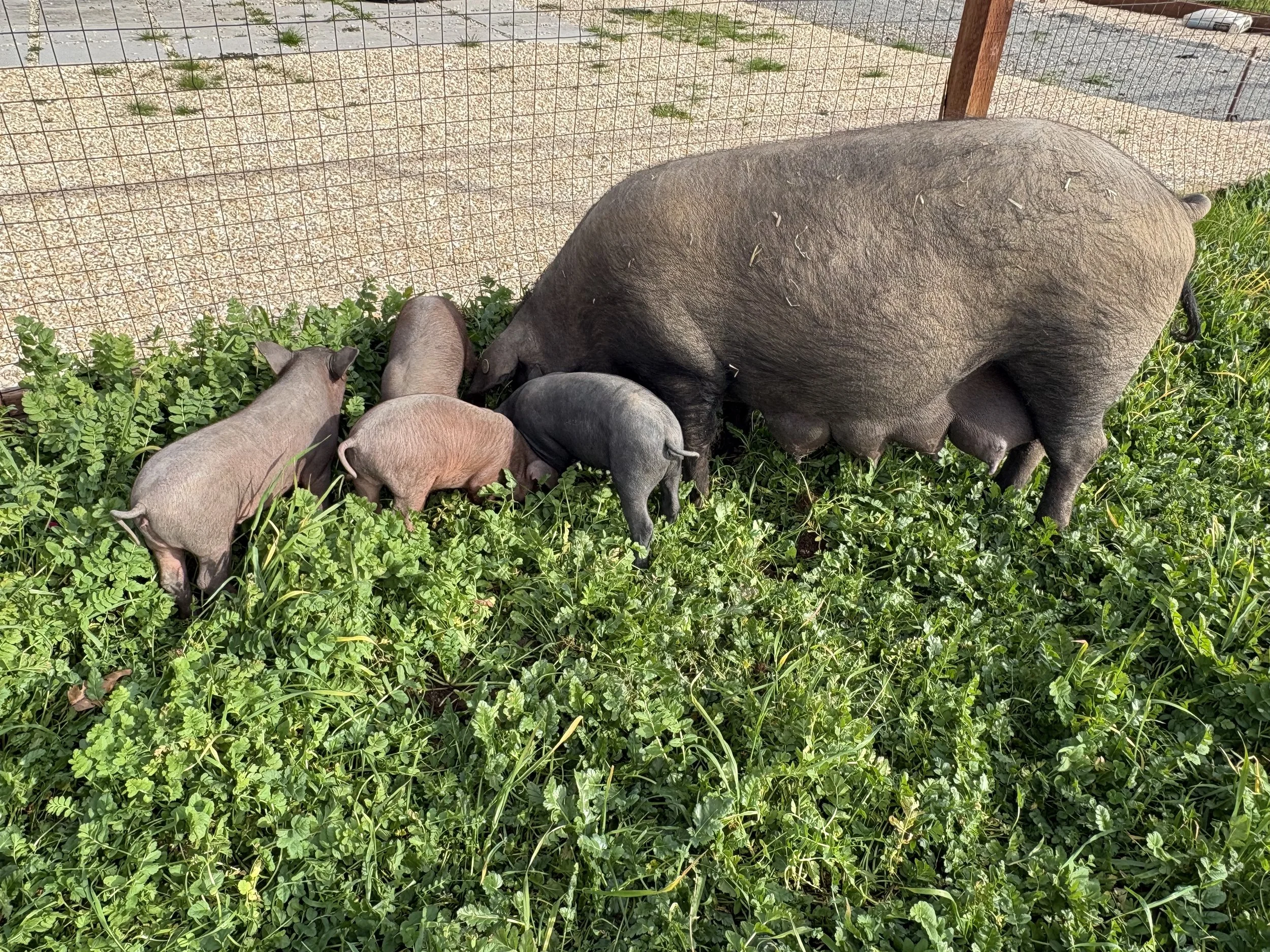 A group of four pigs, including a large adult and three smaller piglets, grazing on green plants outside in front of a wire fence.