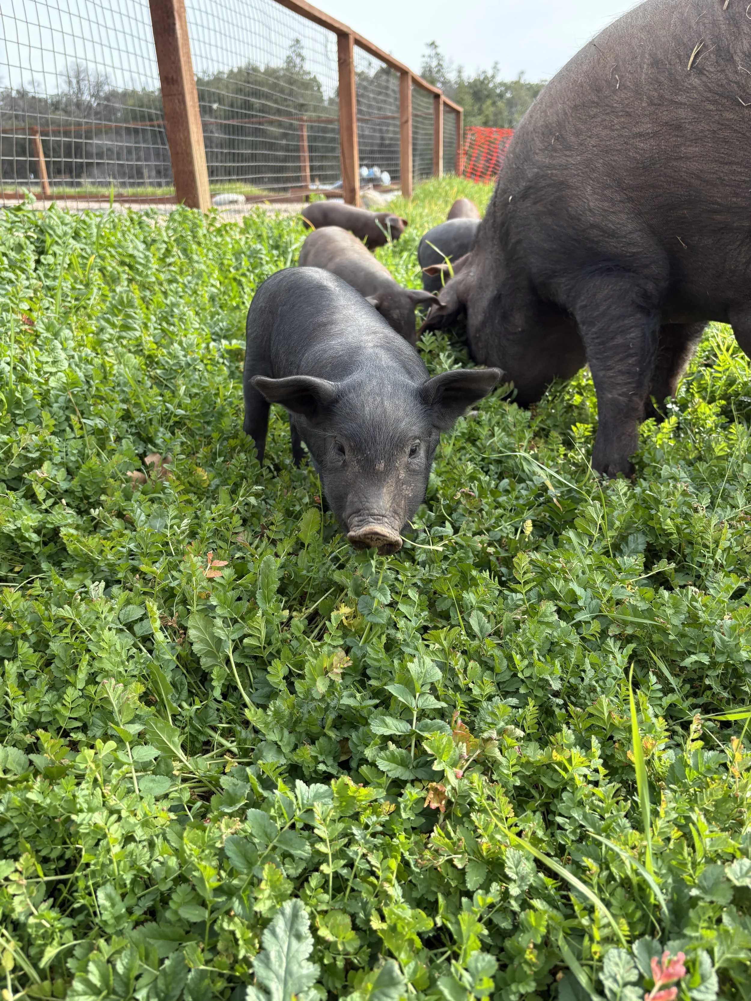 A group of black pigs, including a piglet, grazing on green ground cover in an outdoor pen with wooden fencing.