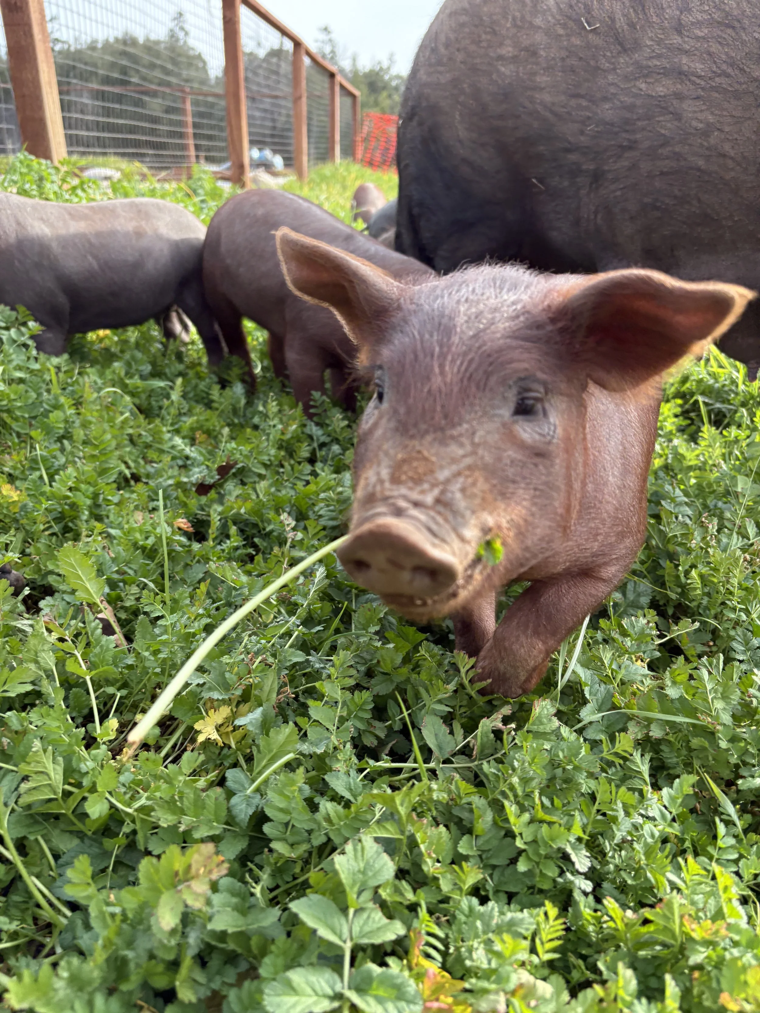 Close-up of a pink piglet in a green pen, surrounded by other piglets and adult pigs, with a fence and trees in the background.