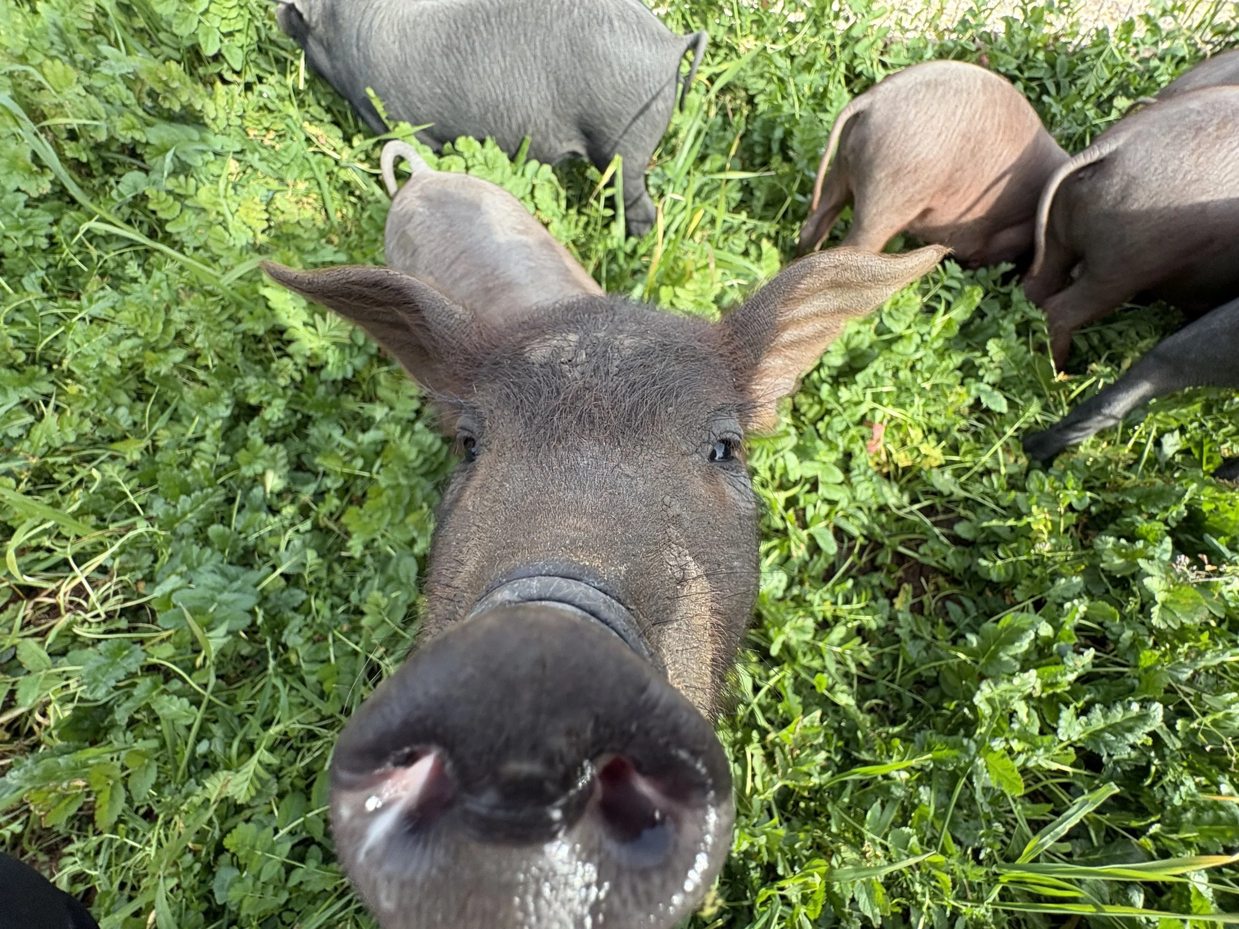 Close-up of a pig's face with other pigs grazing on green grass in the background.