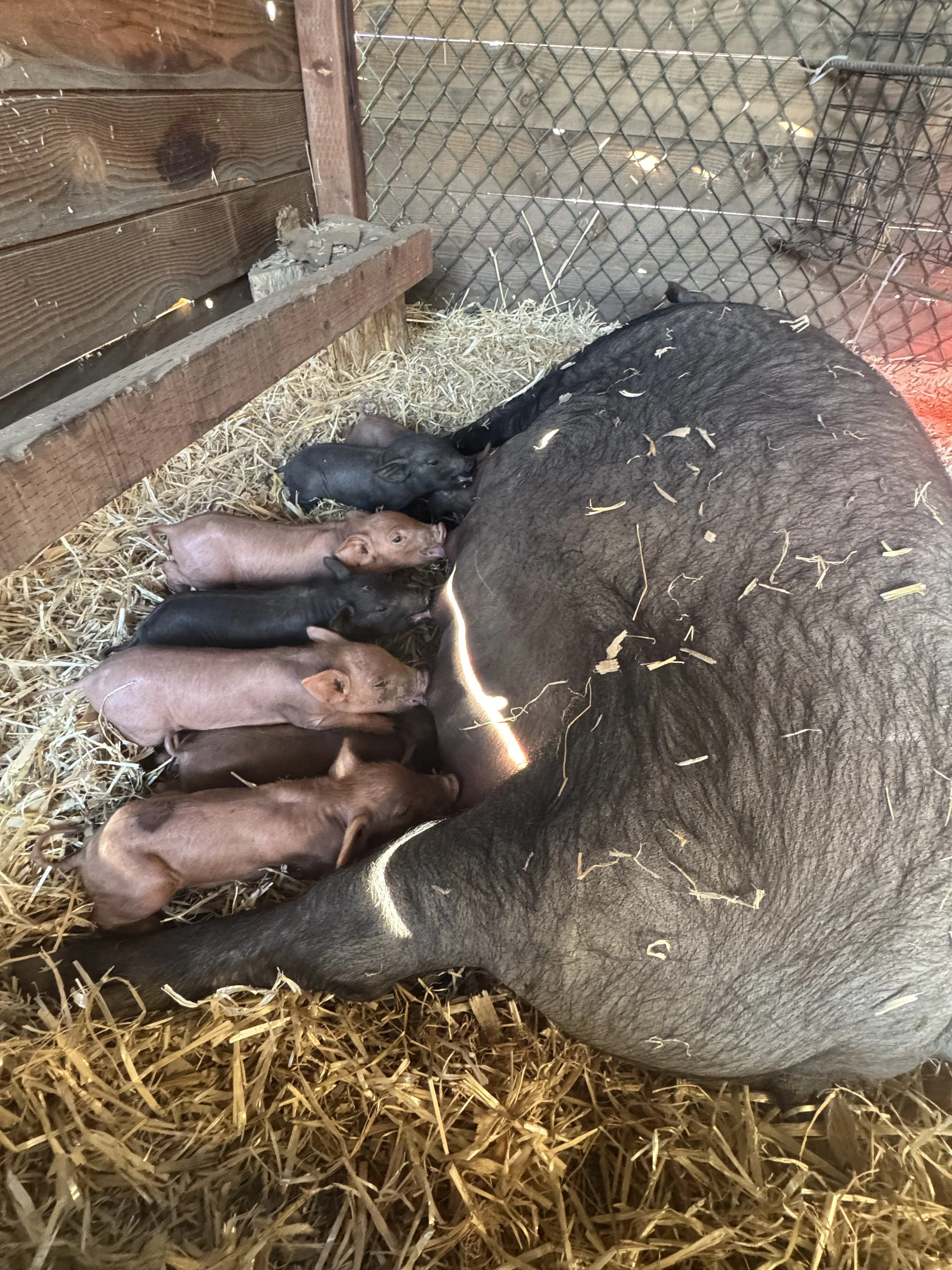 A mother pig nursing her piglets in a pen with straw bedding and wooden and wire fencing.