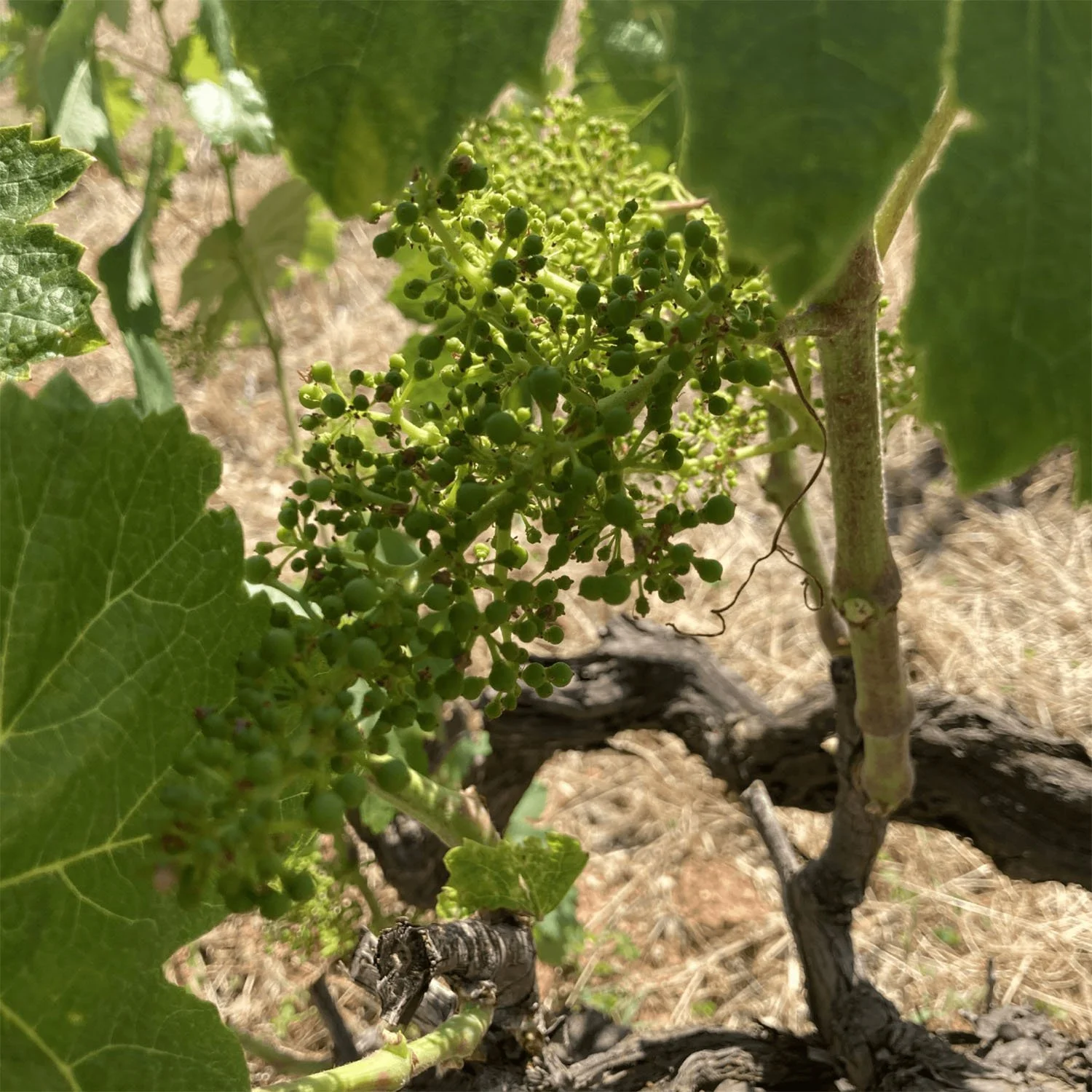 Vídeo de una planta con hojas verdes y racimo de uvas verdes en crecimiento_vi de fang_diseño de packagine de estudio Berlin
