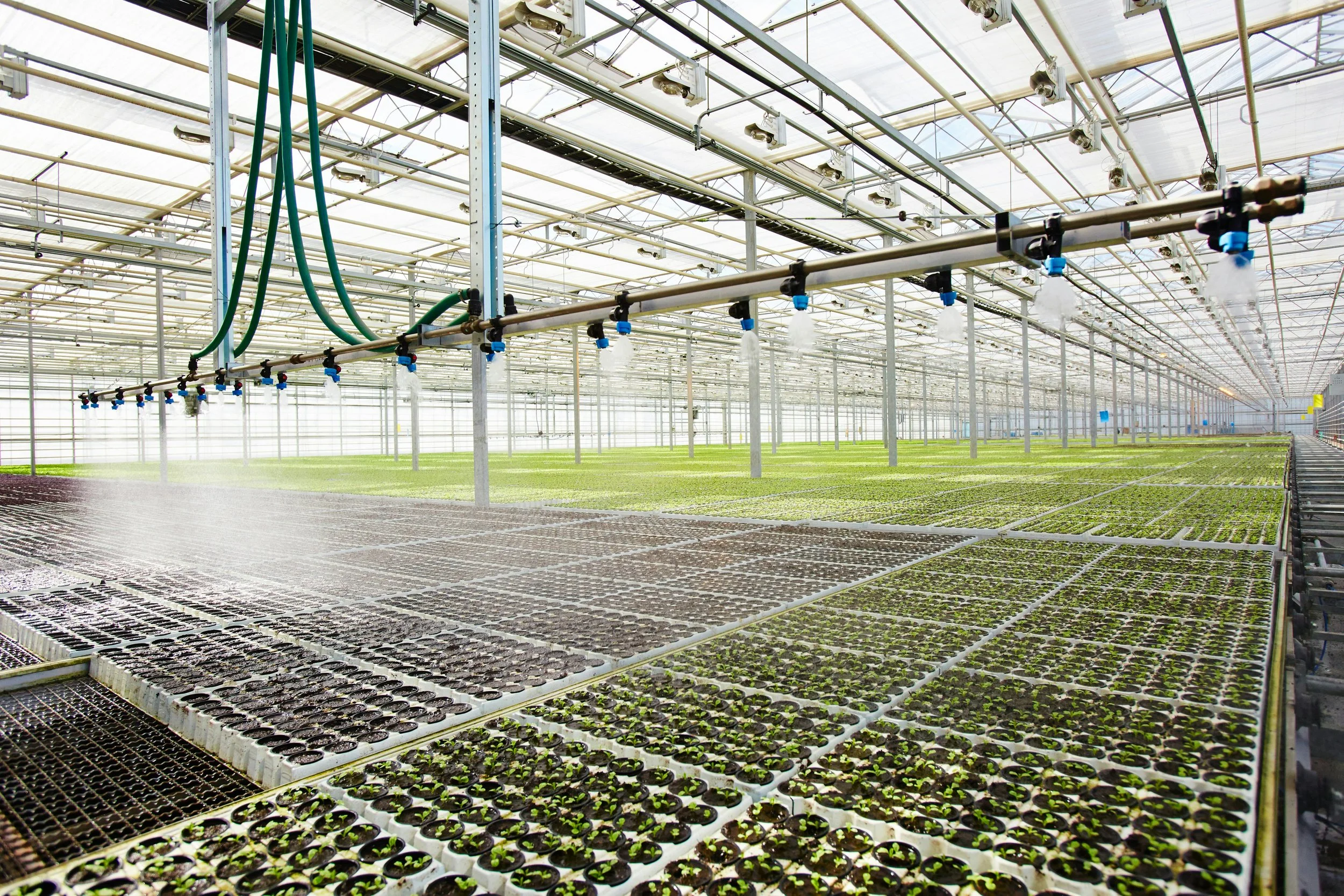 Inside a large commercial greenhouse with rows of young plants growing in trays, overhead irrigation system watering the plants, and a glass ceiling allowing sunlight to enter.