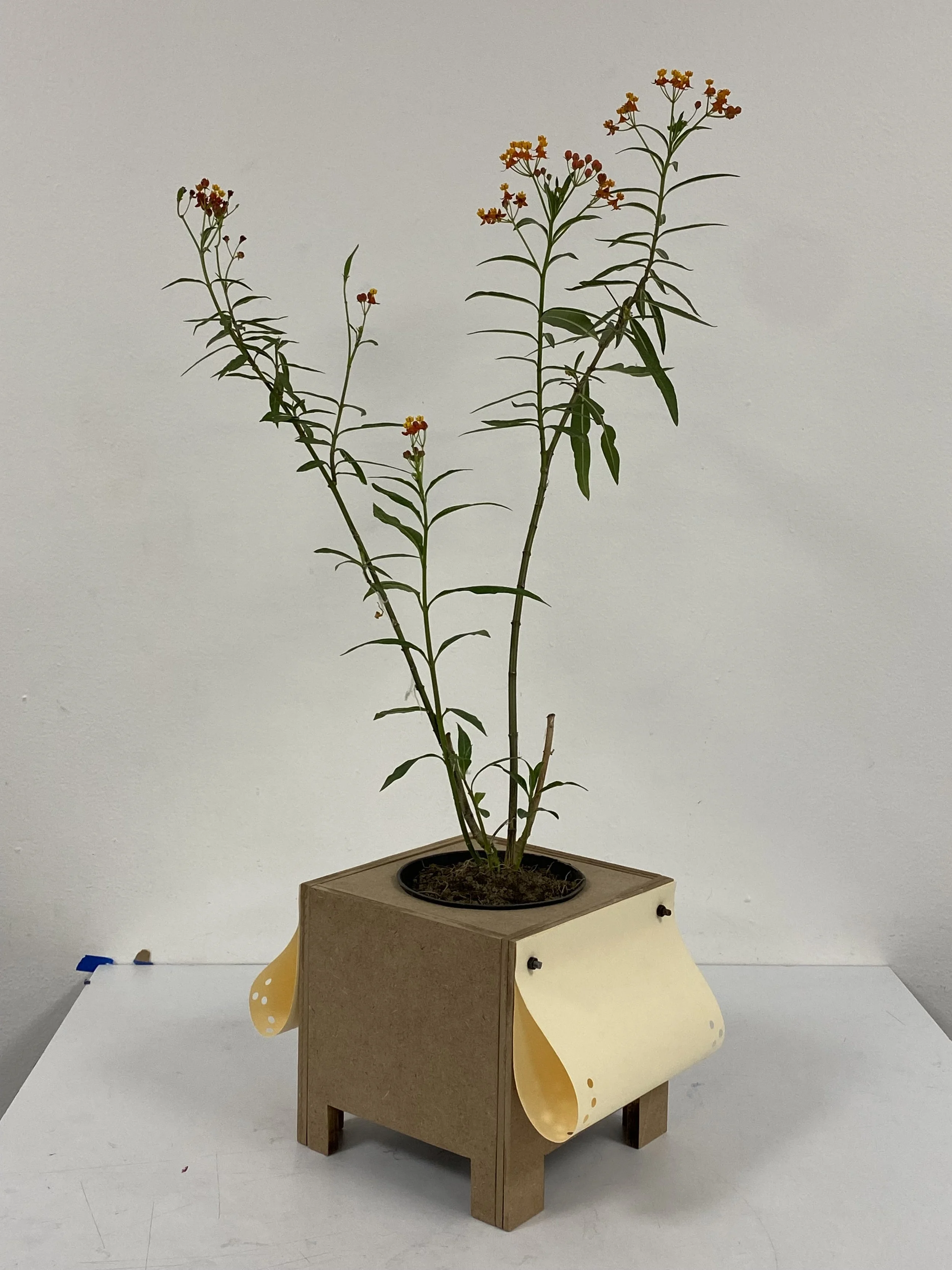 Pianta in vaso su una base di cartone con foglie lunghe e fiori arancioni e rosati.