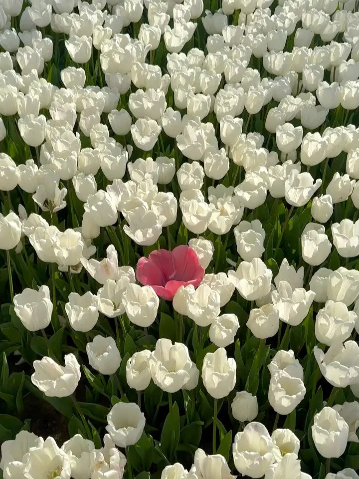 Love is composed of a single soul inhabiting two bodies