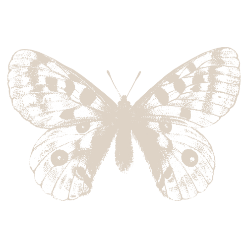 Silhouette of a butterfly in black and white with detailed wing patterns.