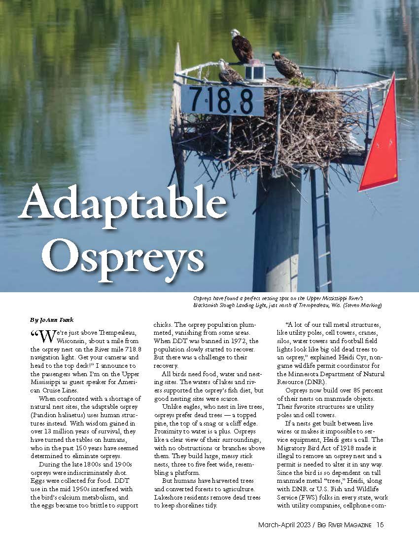 Adaptable Ospreys by Joanne Funk