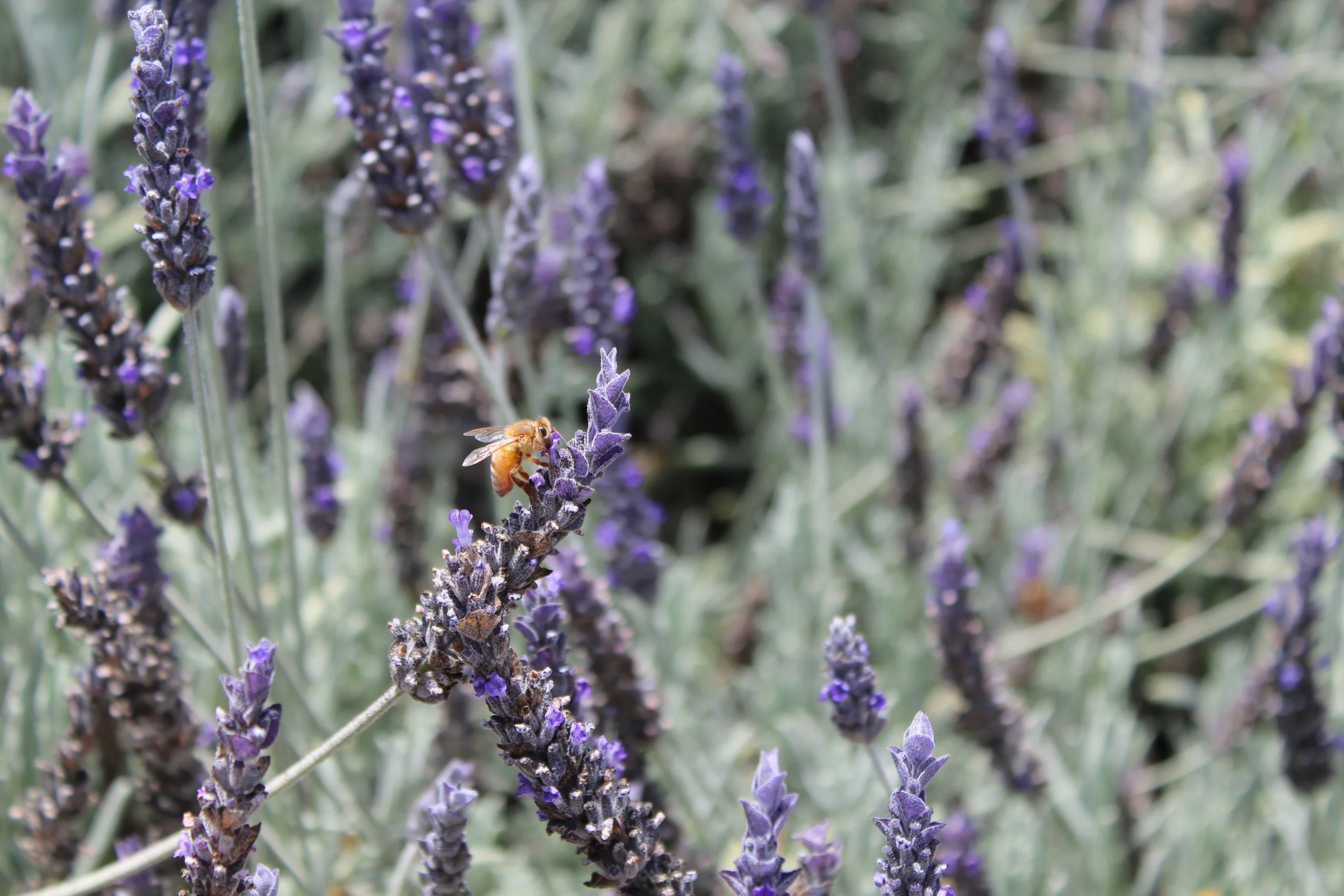 morrovacation2018 017.JPG