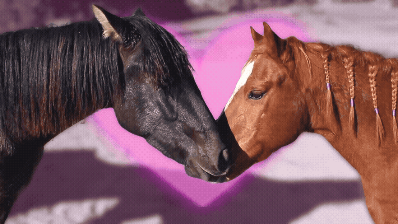 horsegiirL Concert Visualizer