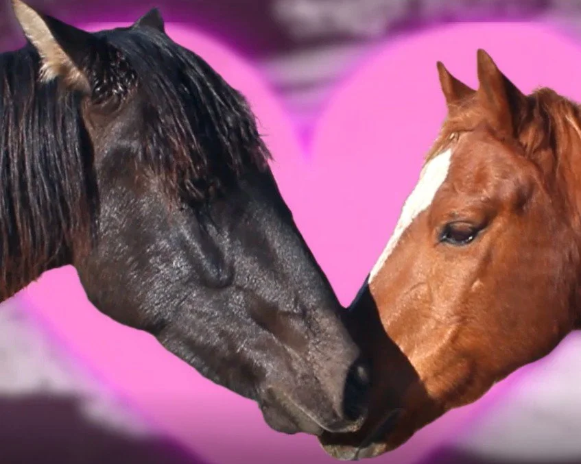 horsegiirL Concert Visualizer